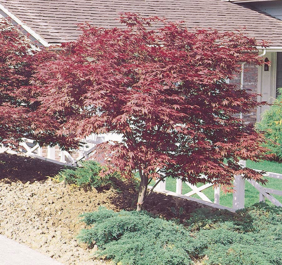 Lowe's NURSERY 3.25 -Gallon Red Feature Red Japanese Maple In pot (with soil)
