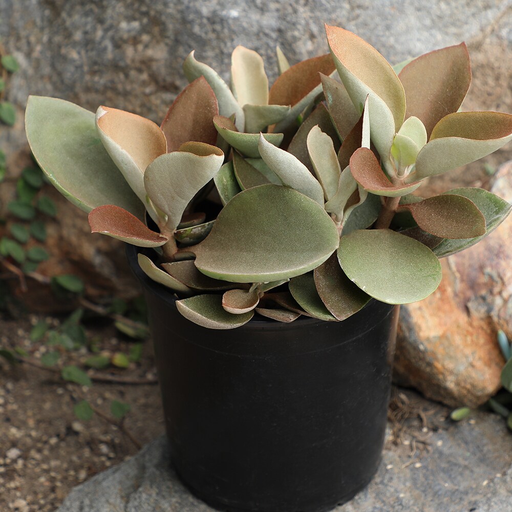 Altman Plants 0872636 Cacti-Succulents - View #7