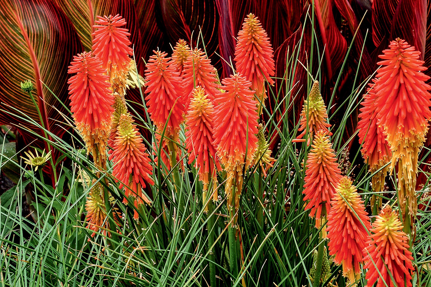 Fire Dance Dwarf Poker Perennials at Lowes.com