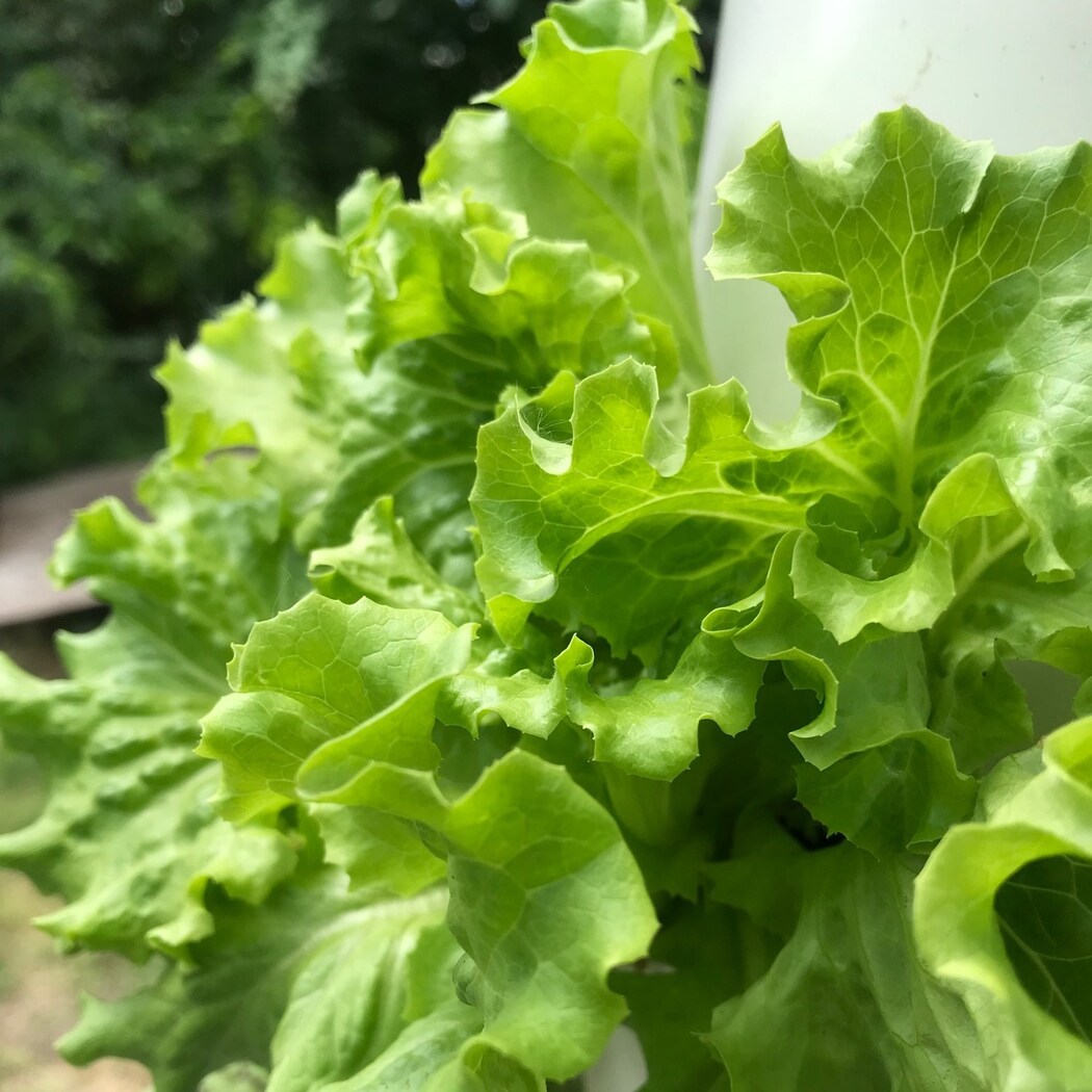 Lettuce Grow 6Pack Muir Leaf Lettuce Plants for Hydroponic Systems