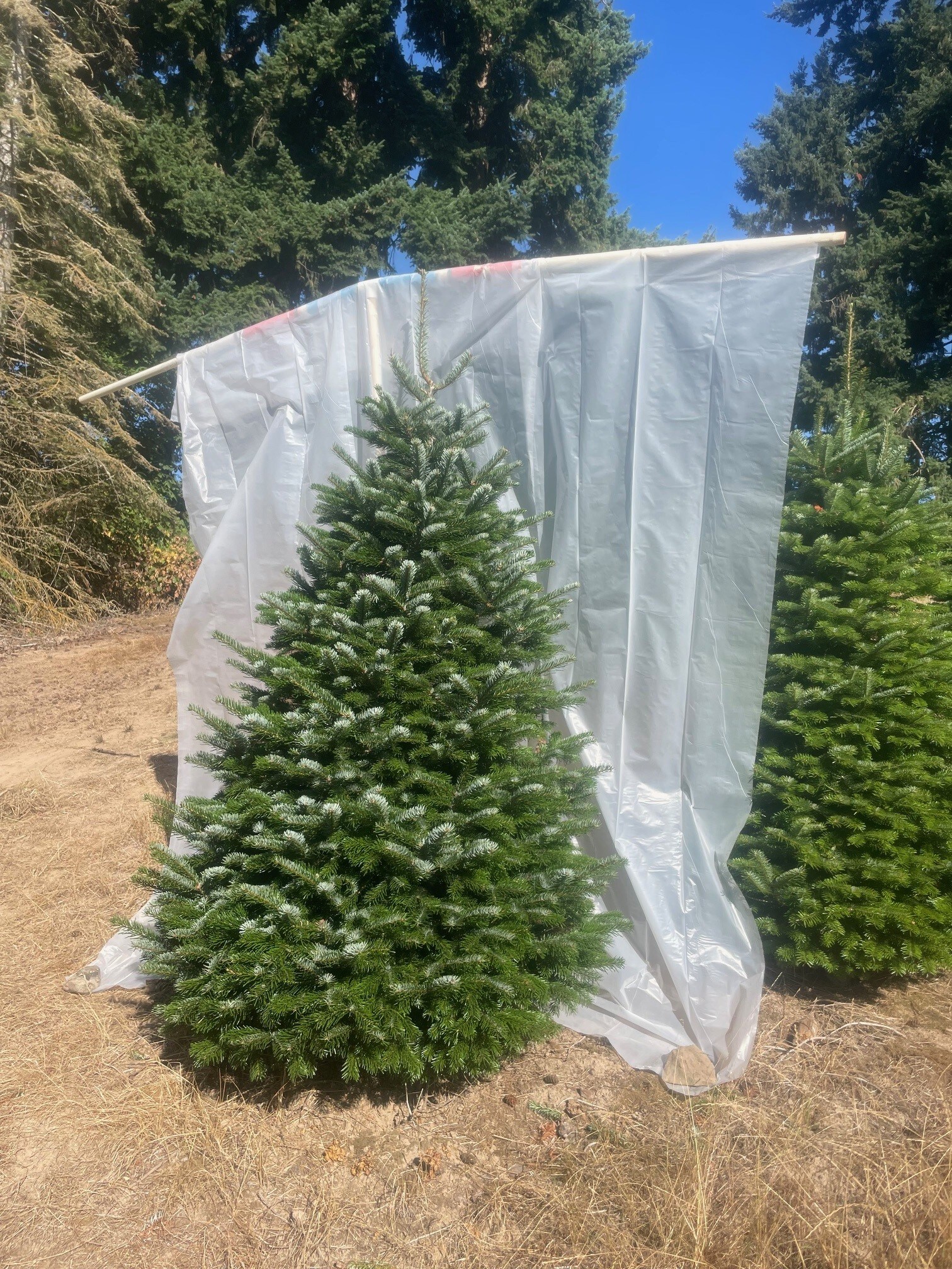 Holiday Specialtrees 55078 Fresh-Christmas-Trees - View #3