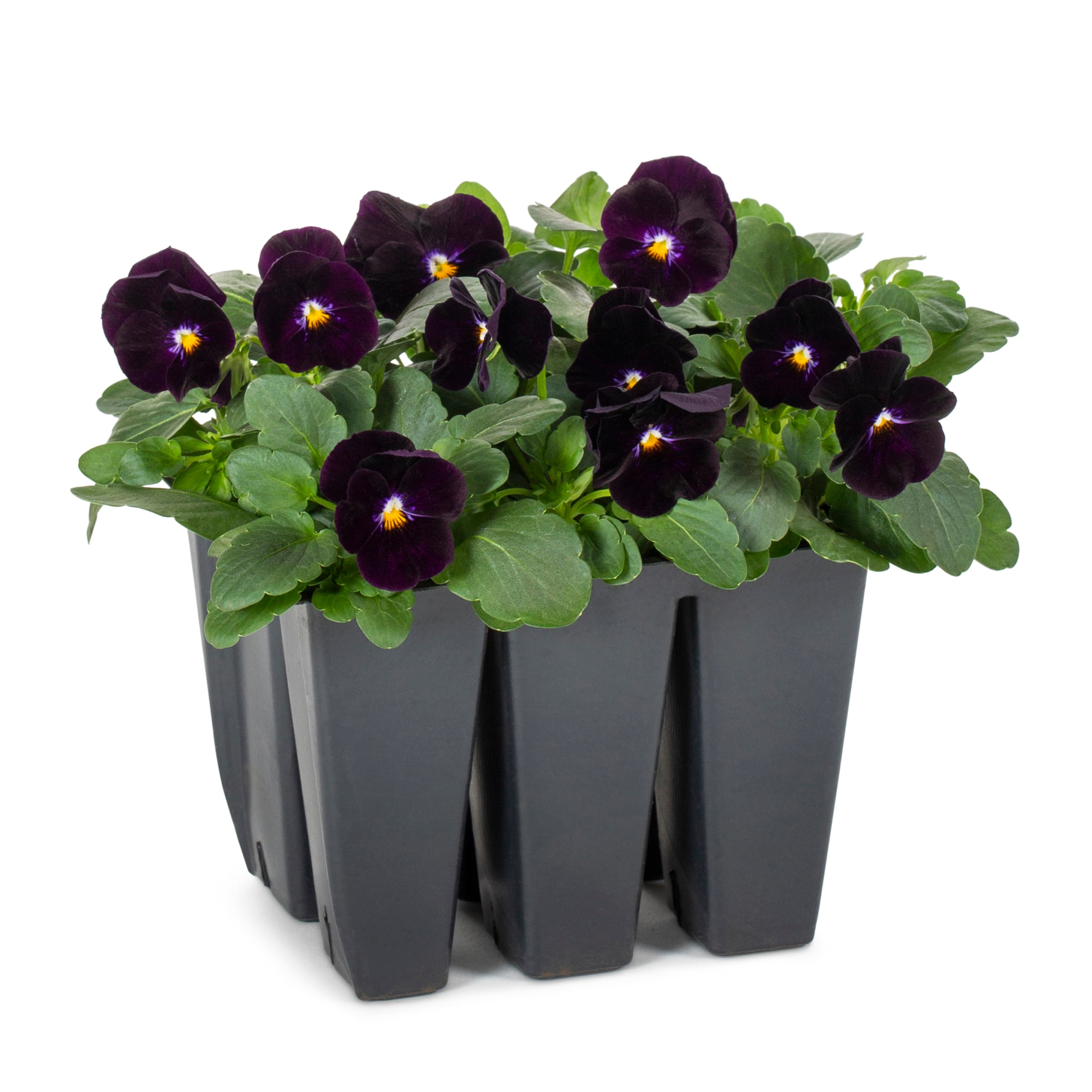 Violet Flowers Key Holder for Wall Pansy Home Art Entryway -  in 2023
