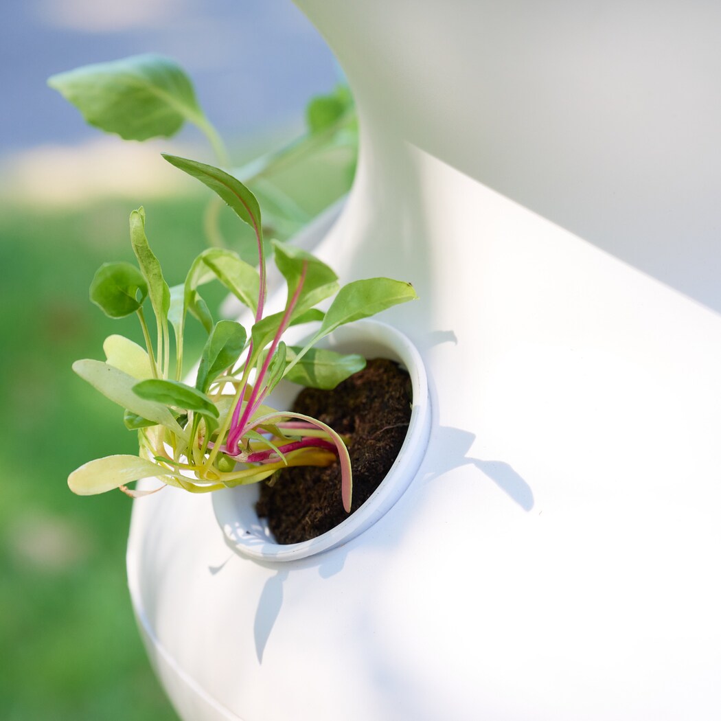 Lettuce Grow SO-SV-6-3464 Vegetable-Plants - View #10