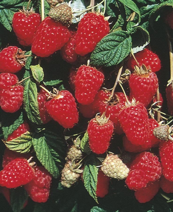  NURSERY Raspberry Plant