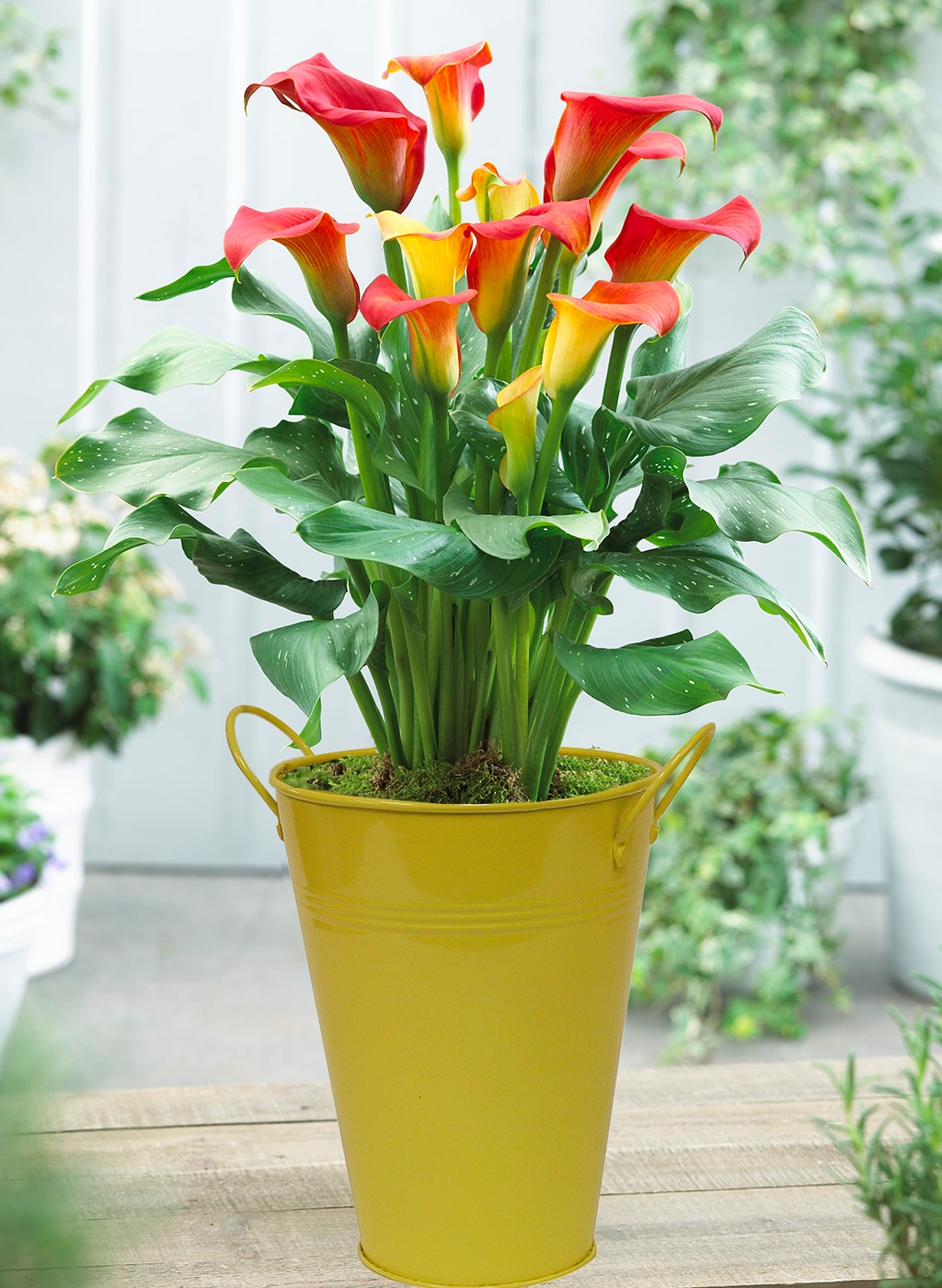 Van Zyverden 830311 Multicolor Calla Captain Fuego with Yellow Metal Planter Bulbs 1.0 Count