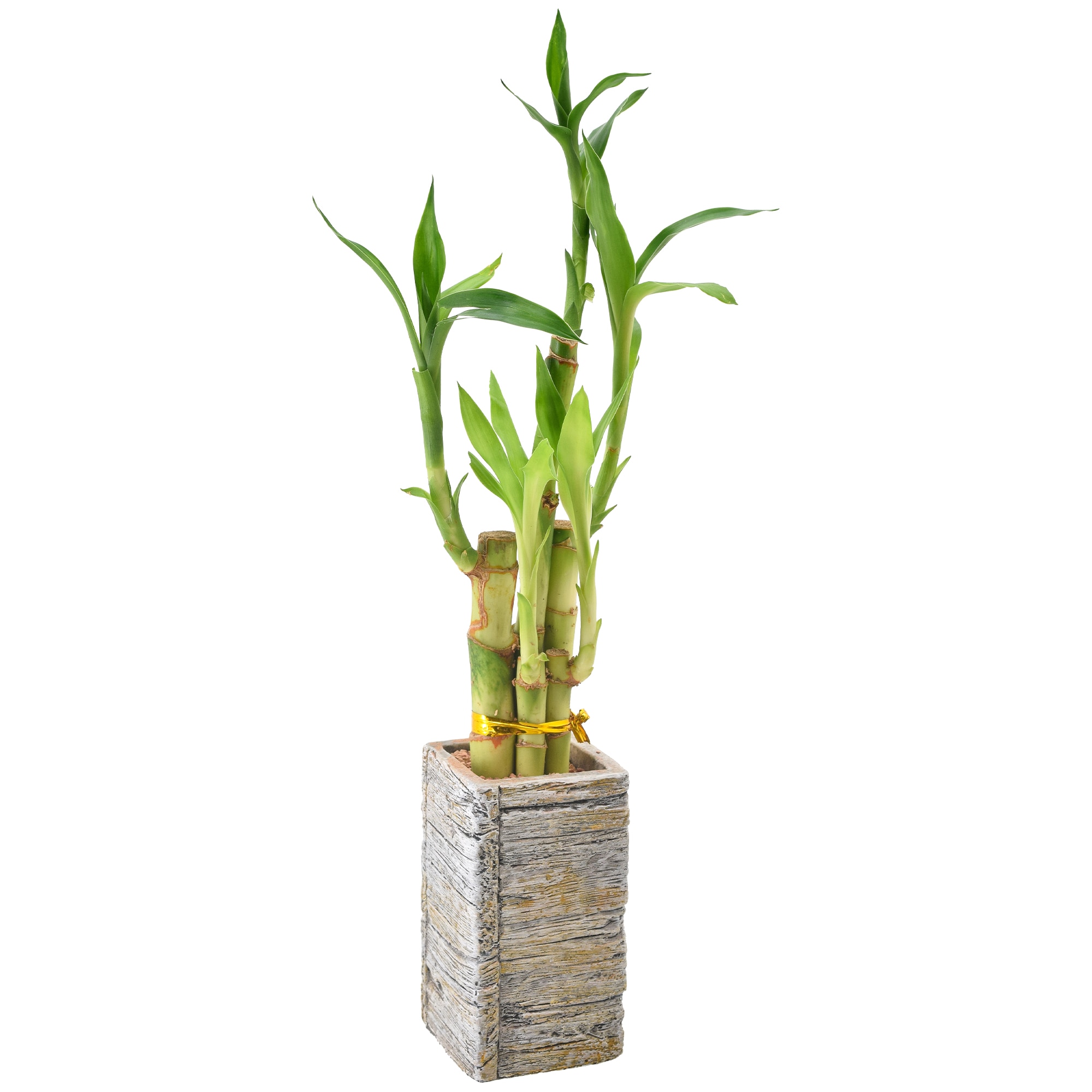 Arcadia Garden Products LV23 Green Lucky Bamboo House plant in 2.5 Inch(es) Pot 1.0 -Pack