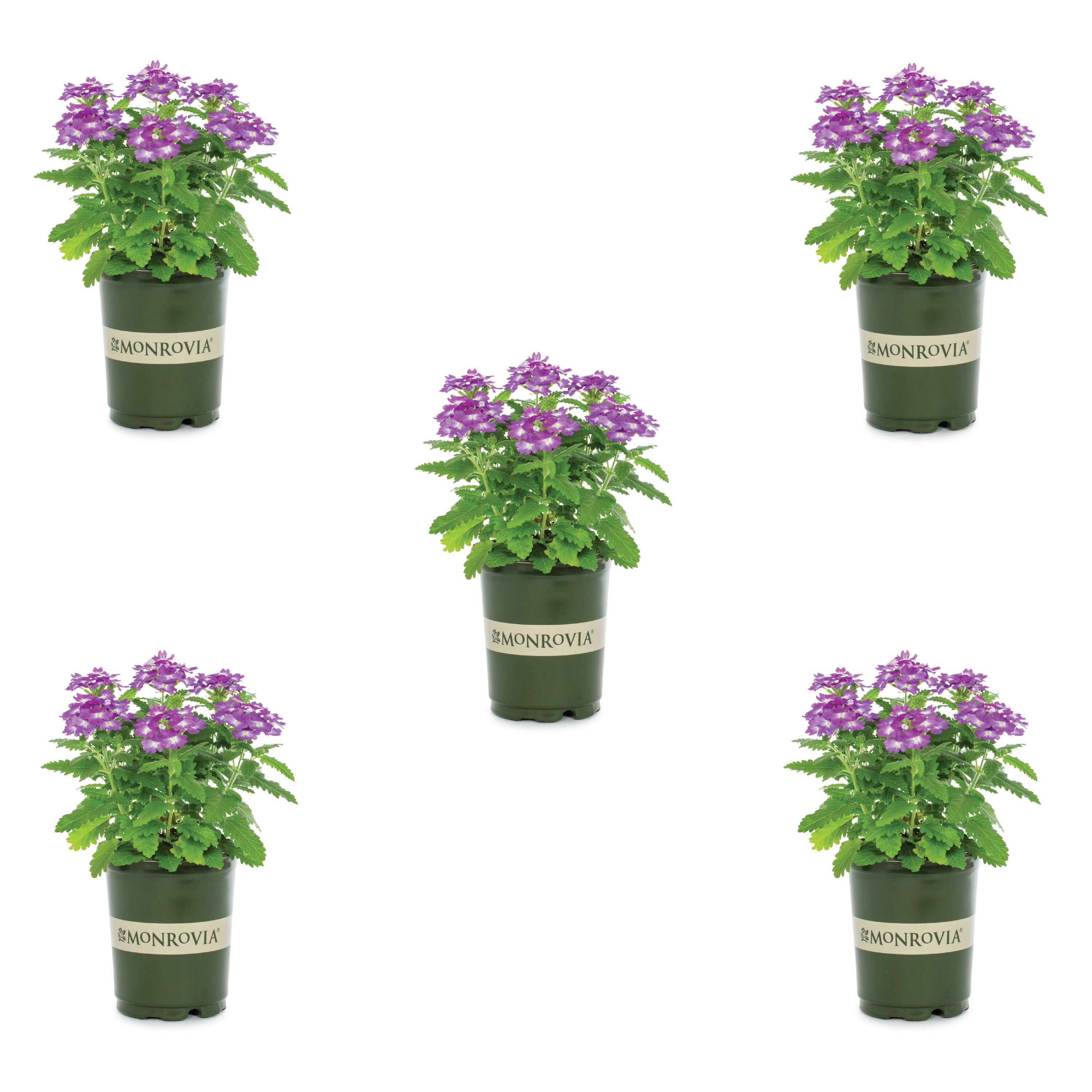 Monrovia Purple Verbena Plant in 1-Quart Pot 5-Pack at Lowes.com