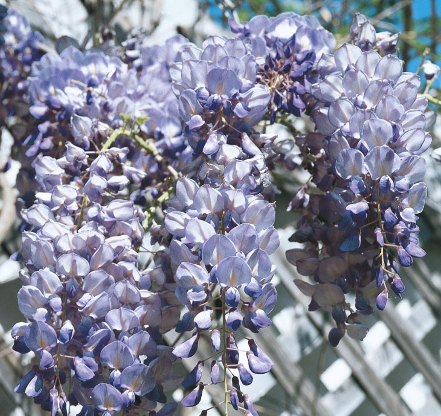 Monrovia 017341S Blue Moon Wisteria LW00713