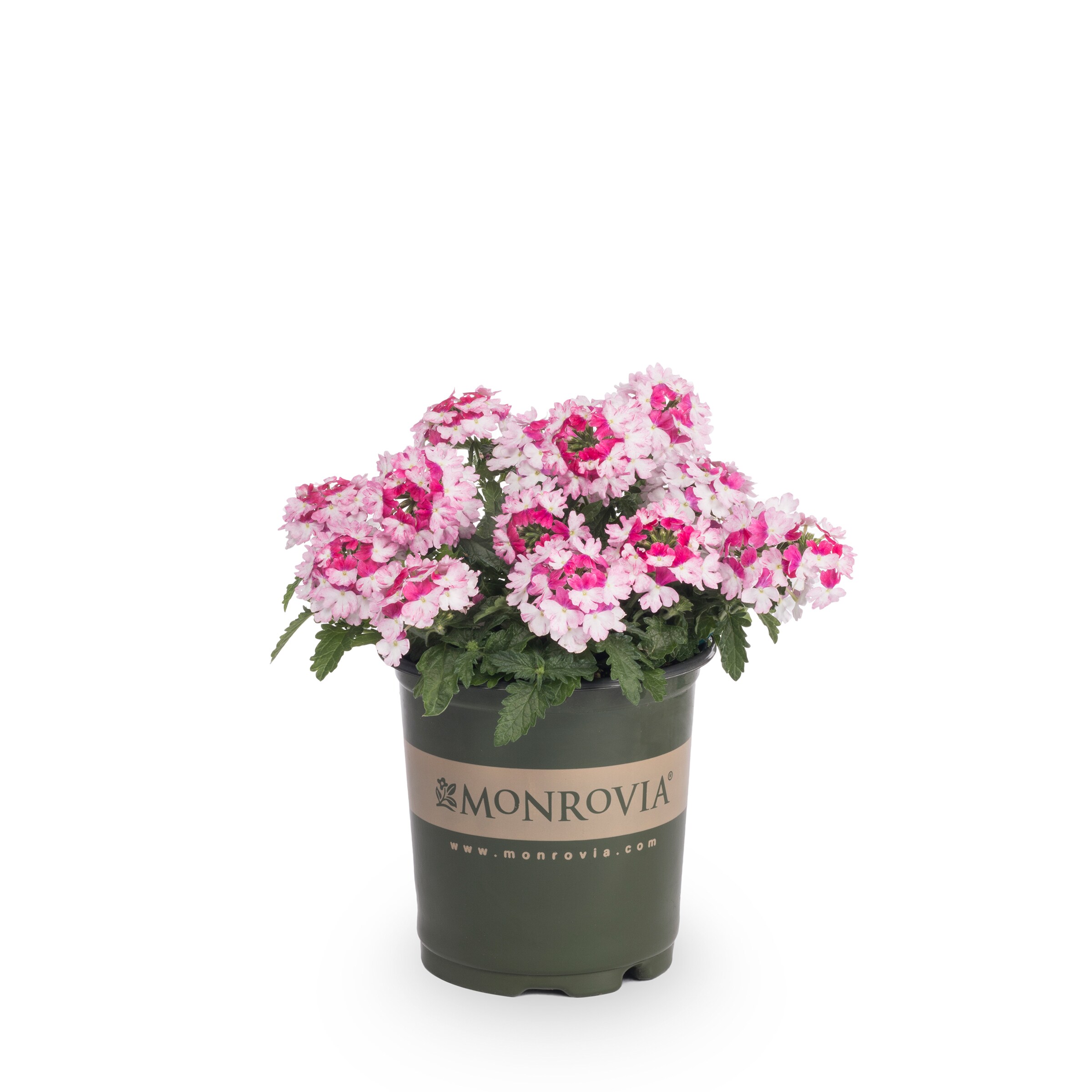 Metrolina Greenhouses Verbena in 1-Quart Pot 5-Pack at Lowes.com