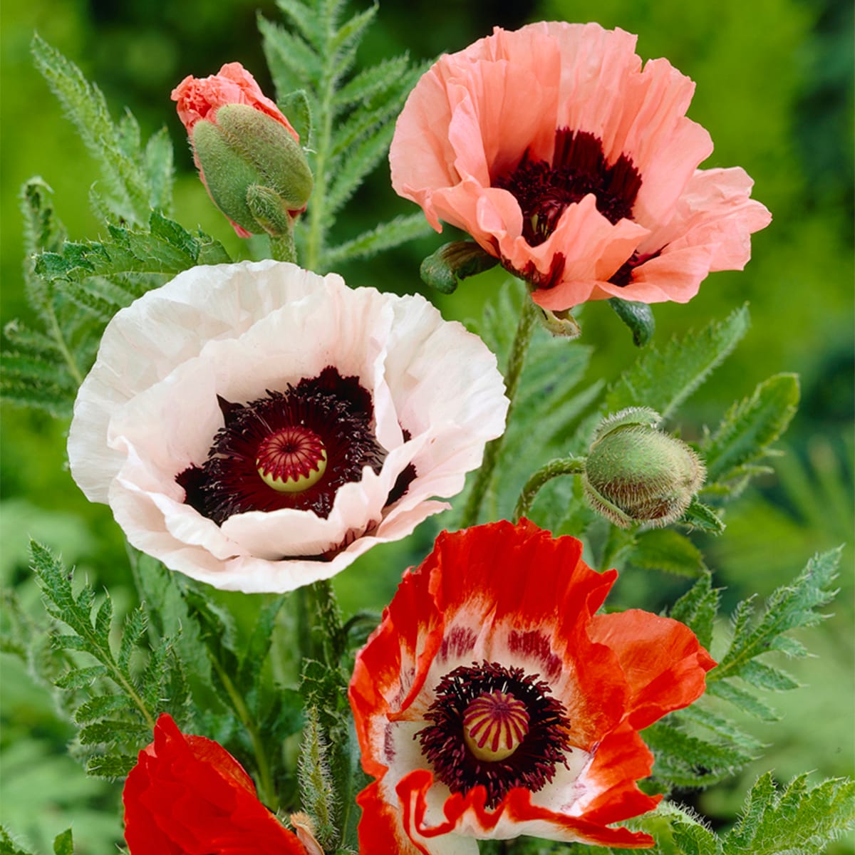 Van Zyverden 83314 Multicolor Poppy Bulbs 3 Count