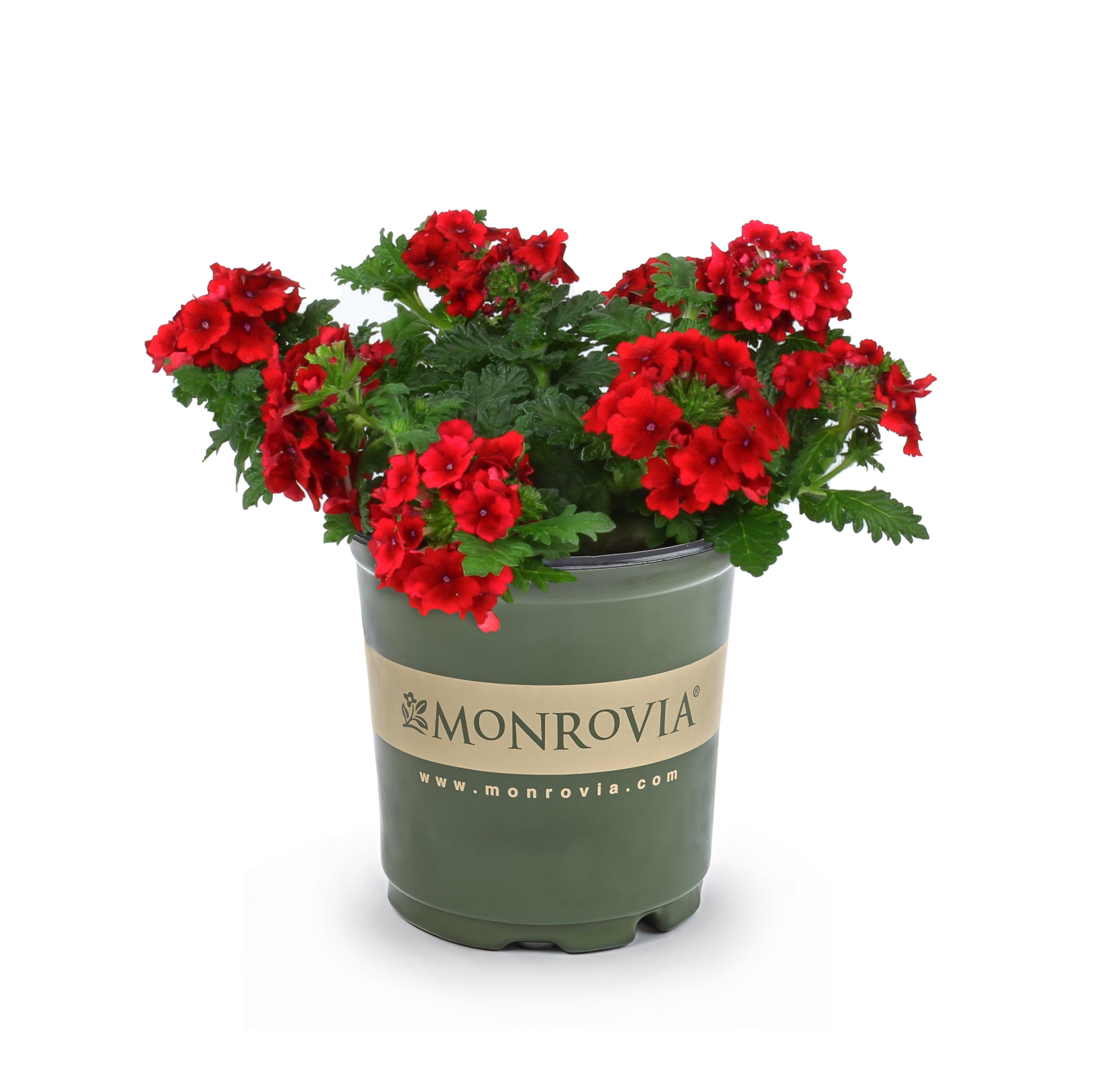 Monrovia 229880 Multicolor Verbena in 2.50 Quart(s) Pot 1 -Pack
