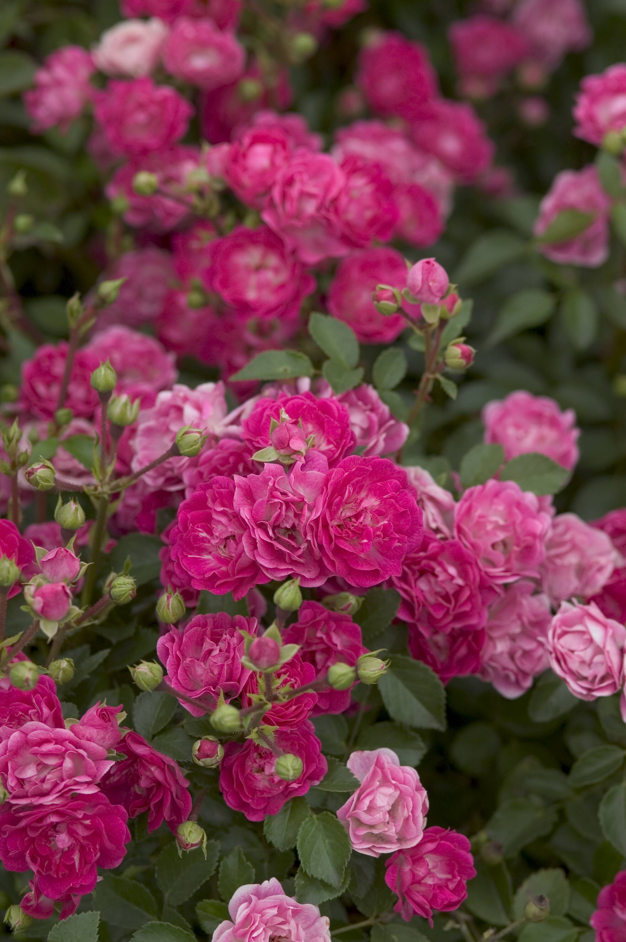 Lowe's NURSERY roses - View #7
