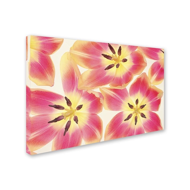Trademark Fine Art Framed 22-in H x 32-in W Floral Print on Canvas at ...