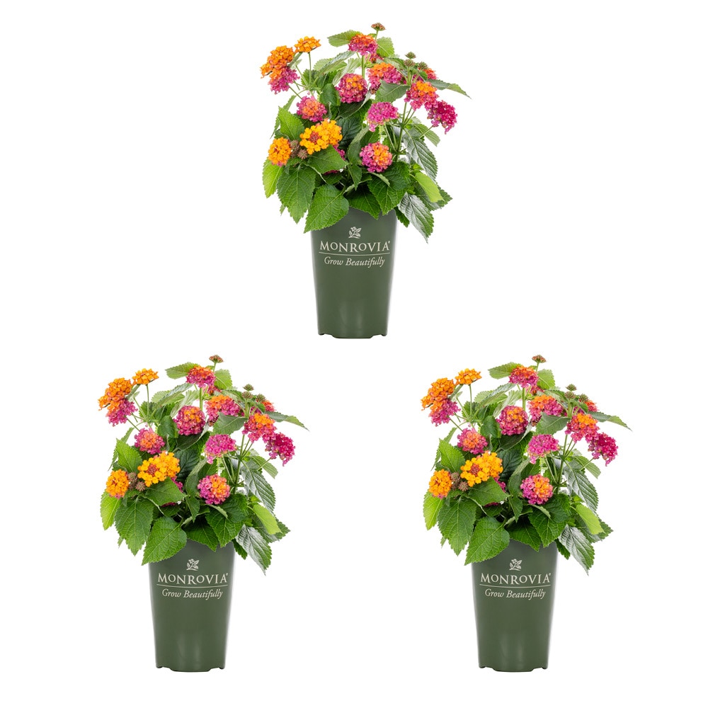 Monrovia 2 Quart(s) Multicolor Lantana 3 -Pack - Low Maintenance