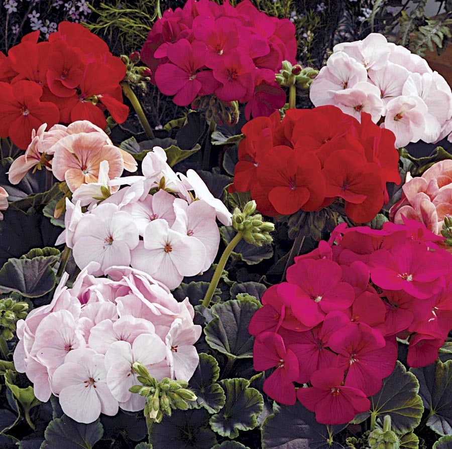 Lowe's 565881 Multicolor Geranium