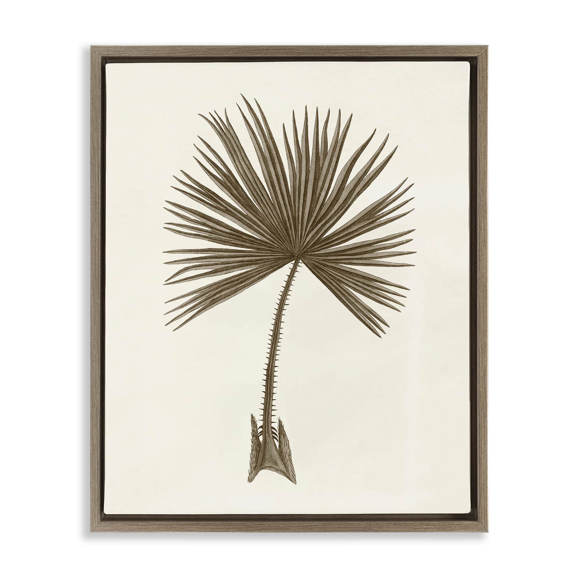 Stupell Industries BT-480-FFE-24X30 Vintage Study of Palm Leaf Brown Framed Floater Canvas Wall Art By Phillipa Katz 25 x 31