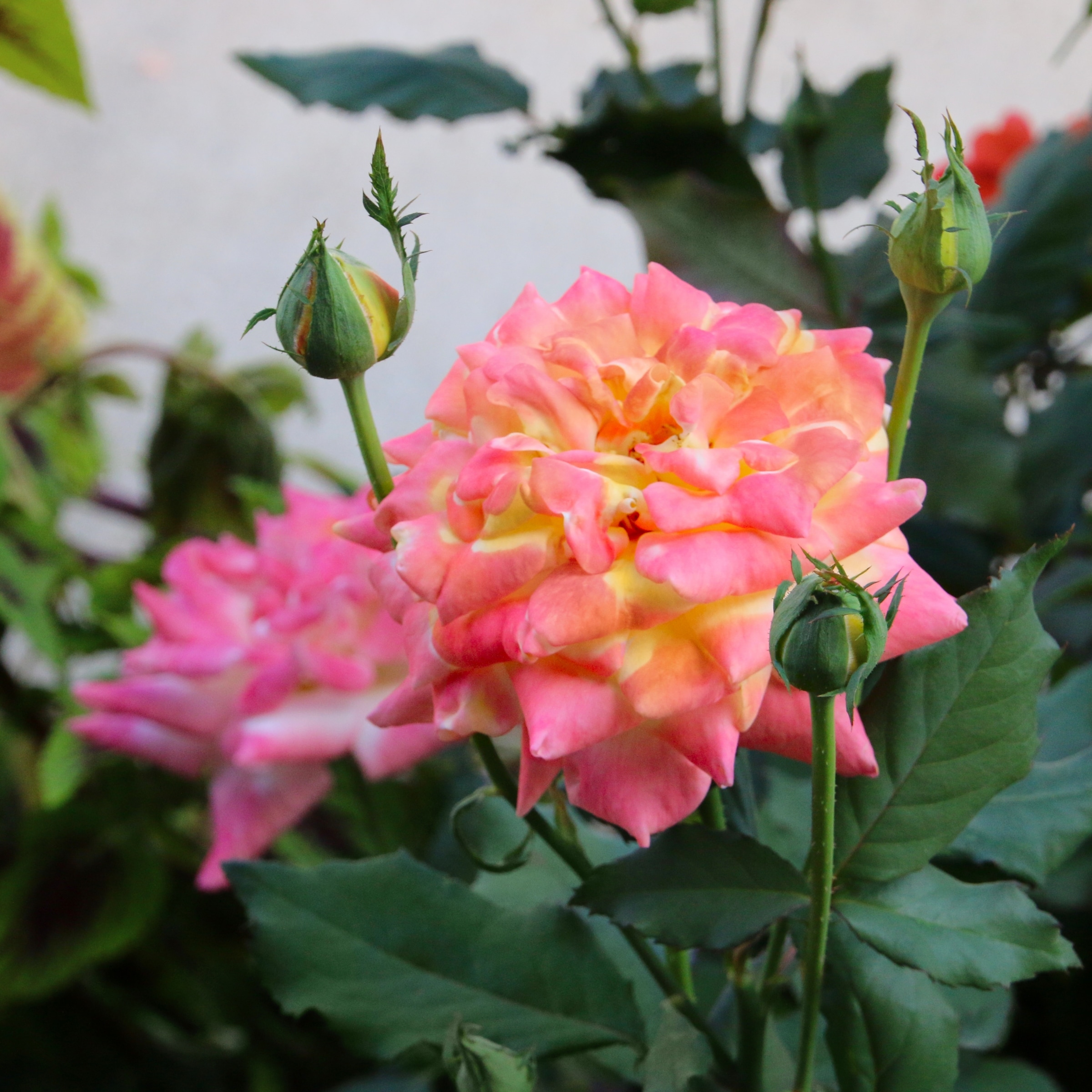 National Plant Network LW1427 roses - View #5