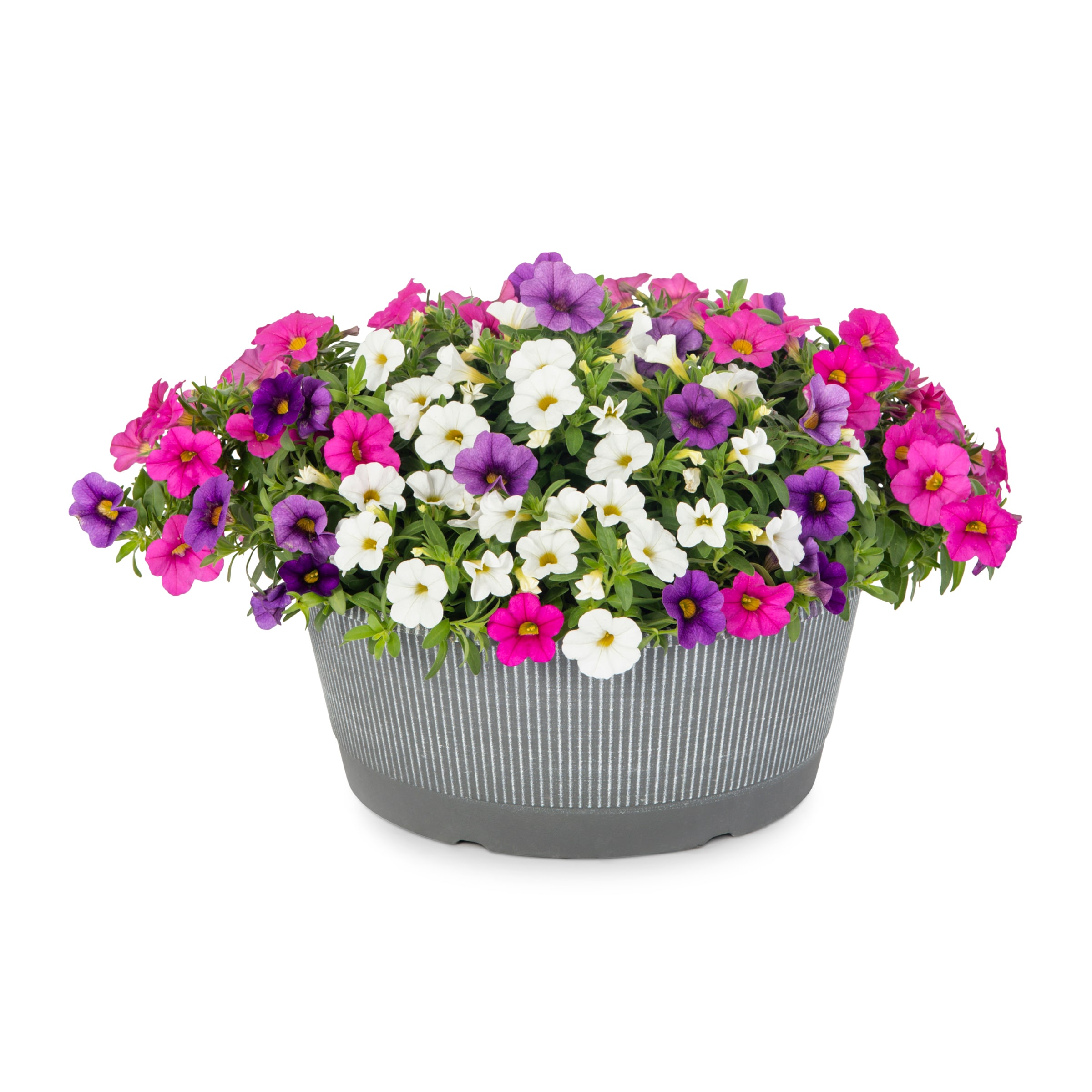 Metrolina Greenhouses 4804 Multicolor Calibrachoa in 1 Gallon(s) Planter 1 -Pack