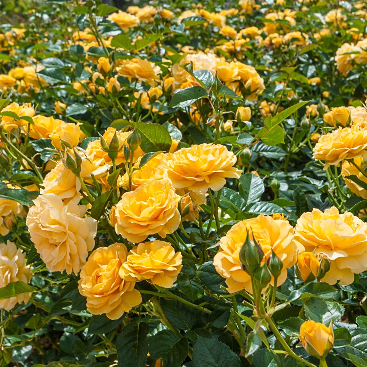 Spring Hill Nurseries 86088 roses - View #2