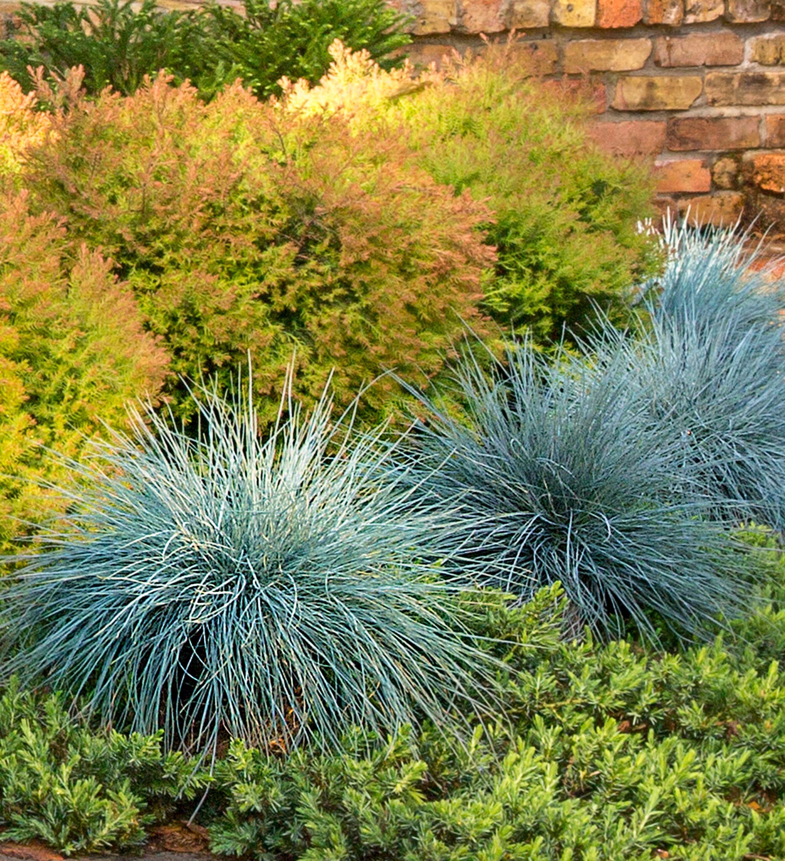 Southern Living Plant Collection 1868Q-1 shrubs - View #6