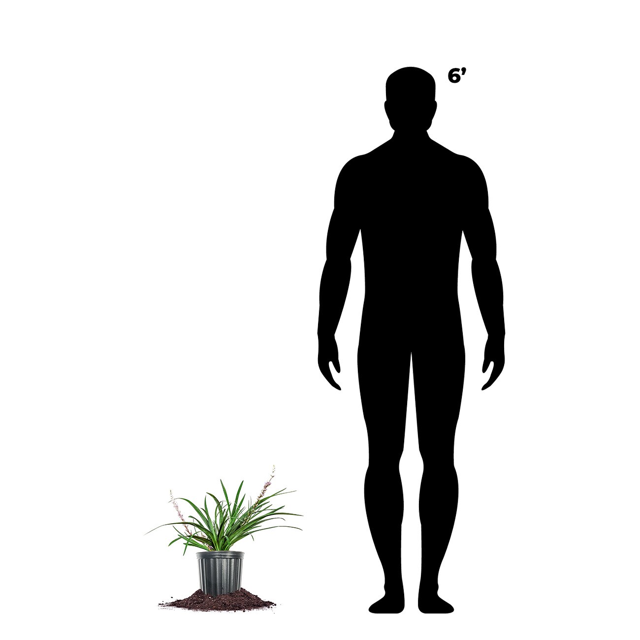 Perfect Plants LOSUPERBLUELIRIOPE1G perennials - View #6