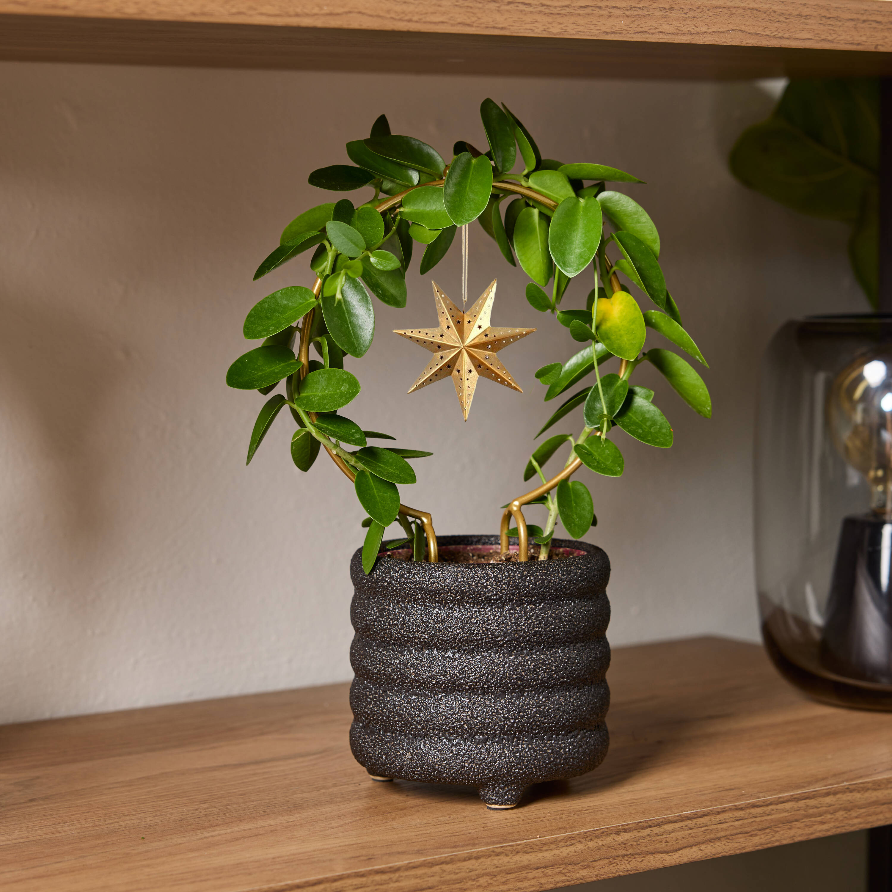 LiveTrends Lunar Trellis House plant in 12.0 Ounce(s) Pot 1 -Pack in the House  Plants department at Lowes.com