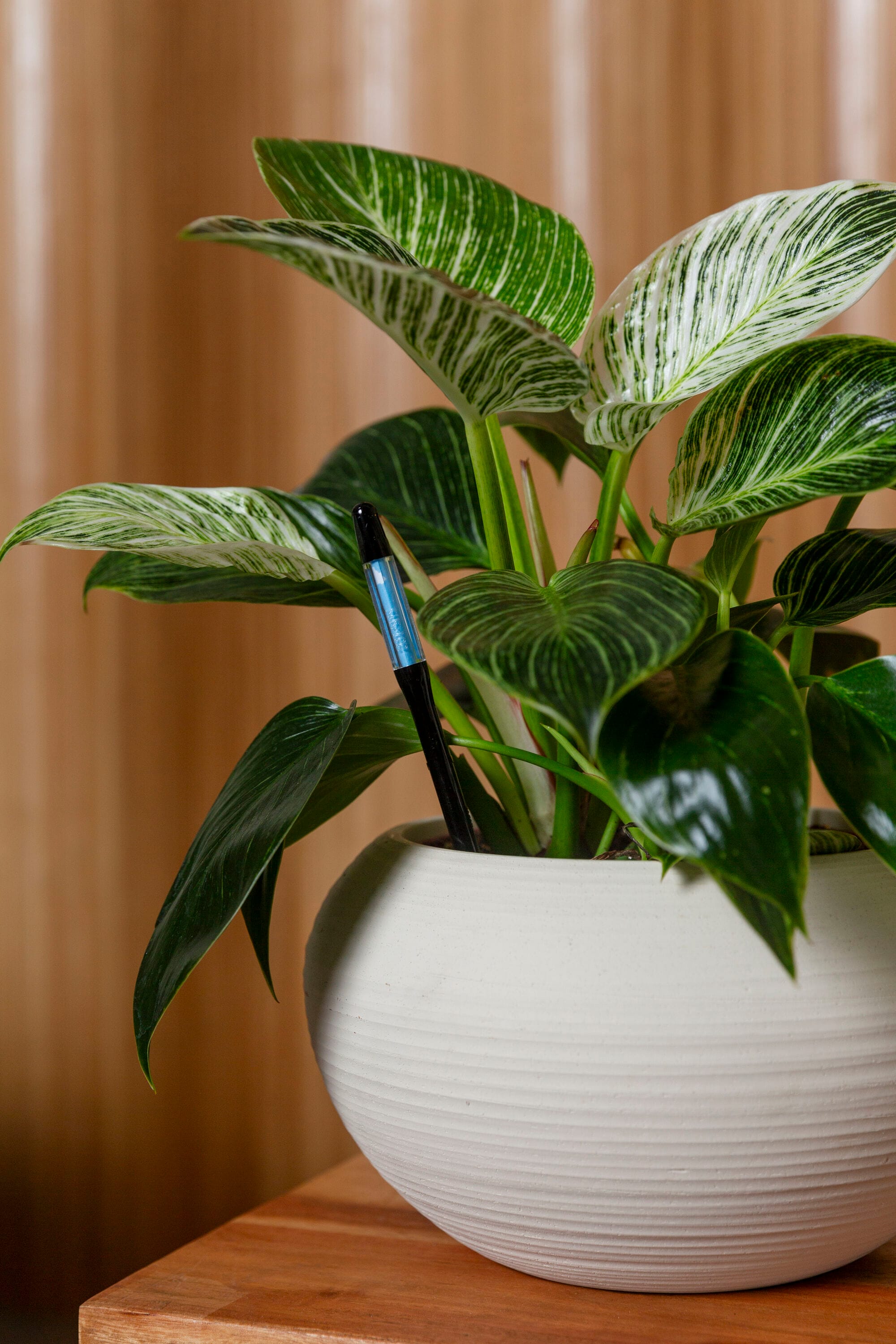 LiveTrends ASB08542 House-Plant-Accessories - View #5