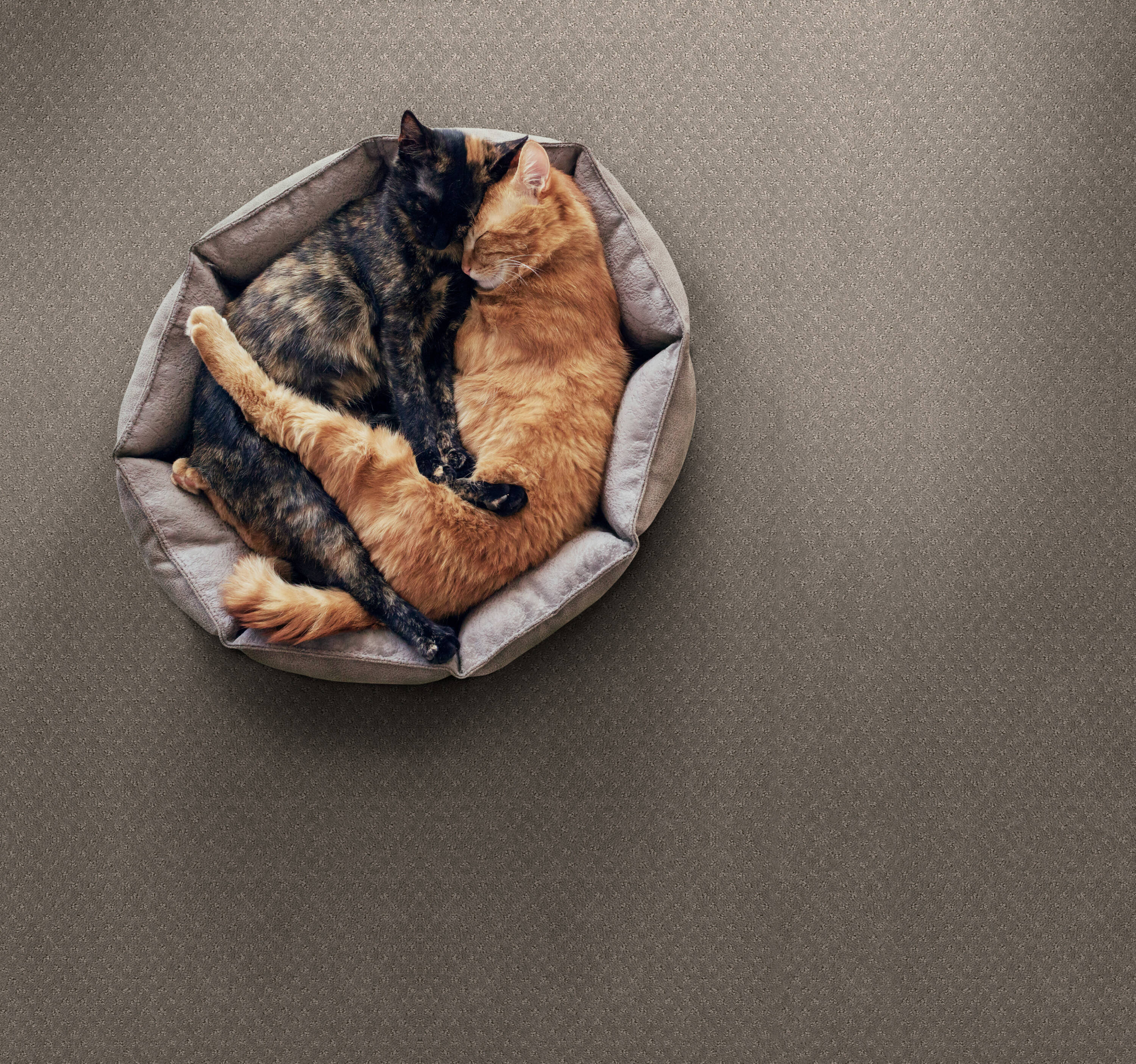 STAINMASTER PetProtect 7L89900573 Carpet-Panel - View #3