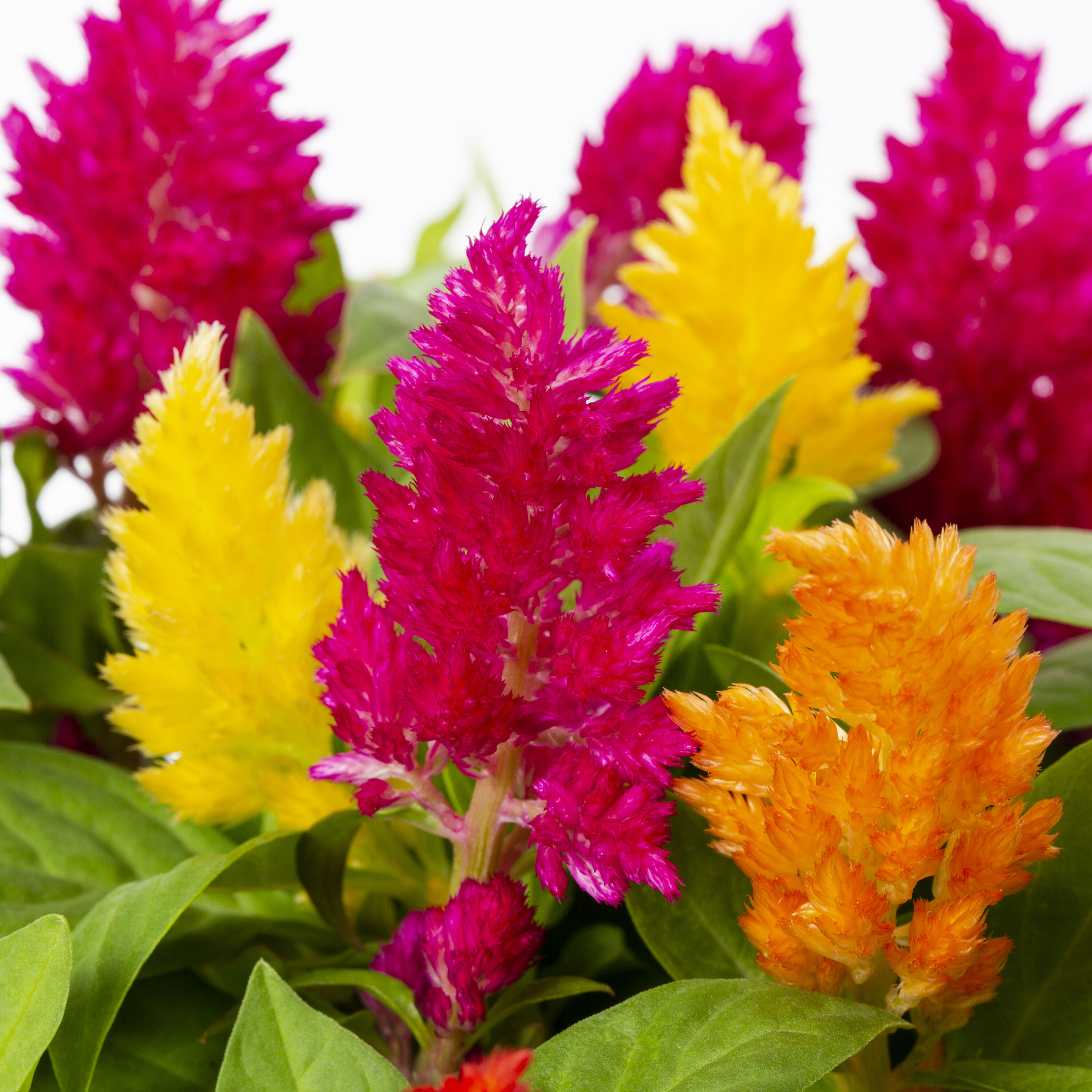 Lowe's 1528269 annuals - View #3