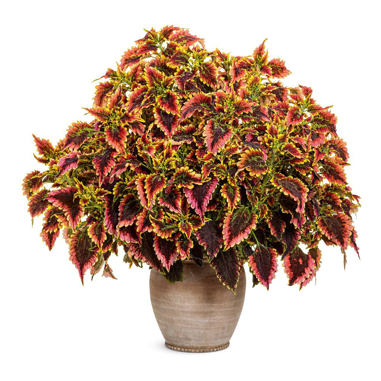 Proven Winners ColorBlaze El Brighto Coleus in 4.25-in Pot 4-Pack ...