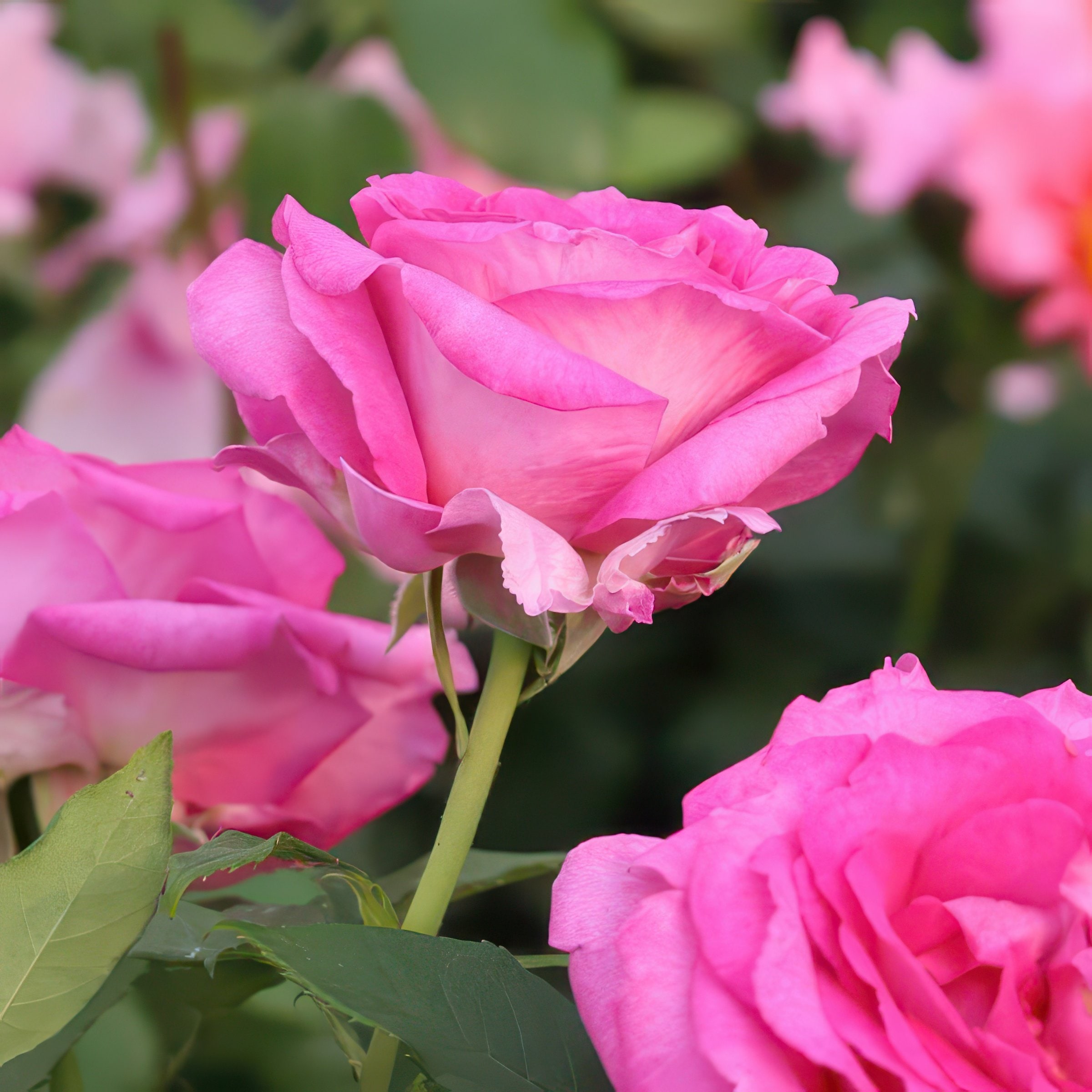 National Plant Network LW1413B roses - View #9