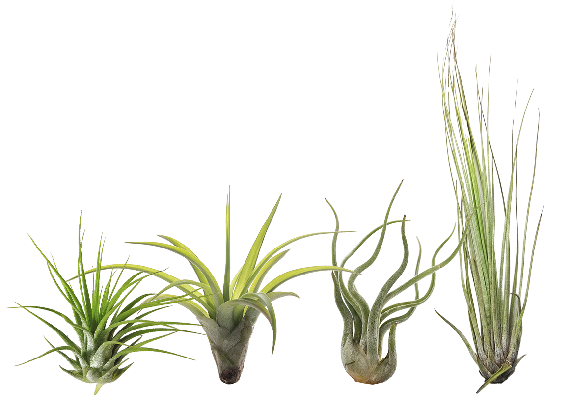 LiveTrends Large Tilly - Air Plant House plant in 1 -Pack 1 -Pack