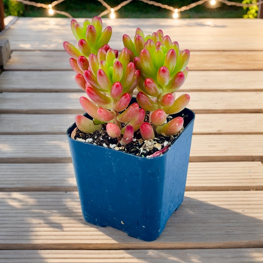 MiniEpic OP-LS-17 hseplants - View #3