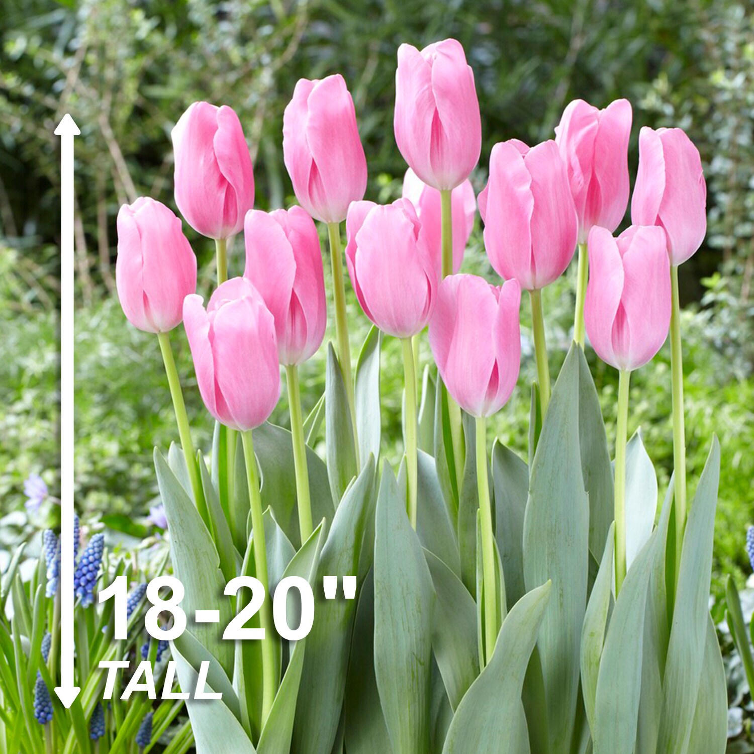 Garden State Bulb ECF-67-100-04 Plant-Bulbs - View #3