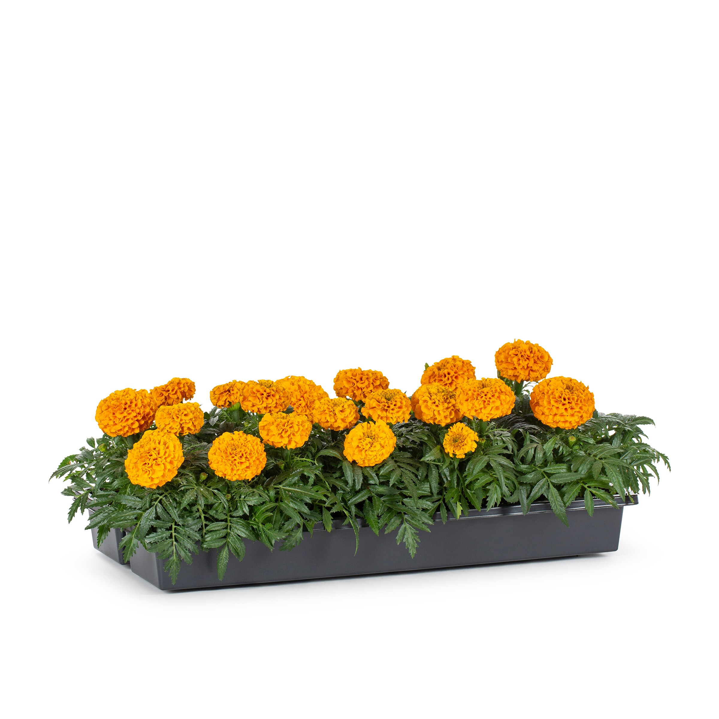 Lowe's NURSERY Multicolor Dwarf French Marigold Tray