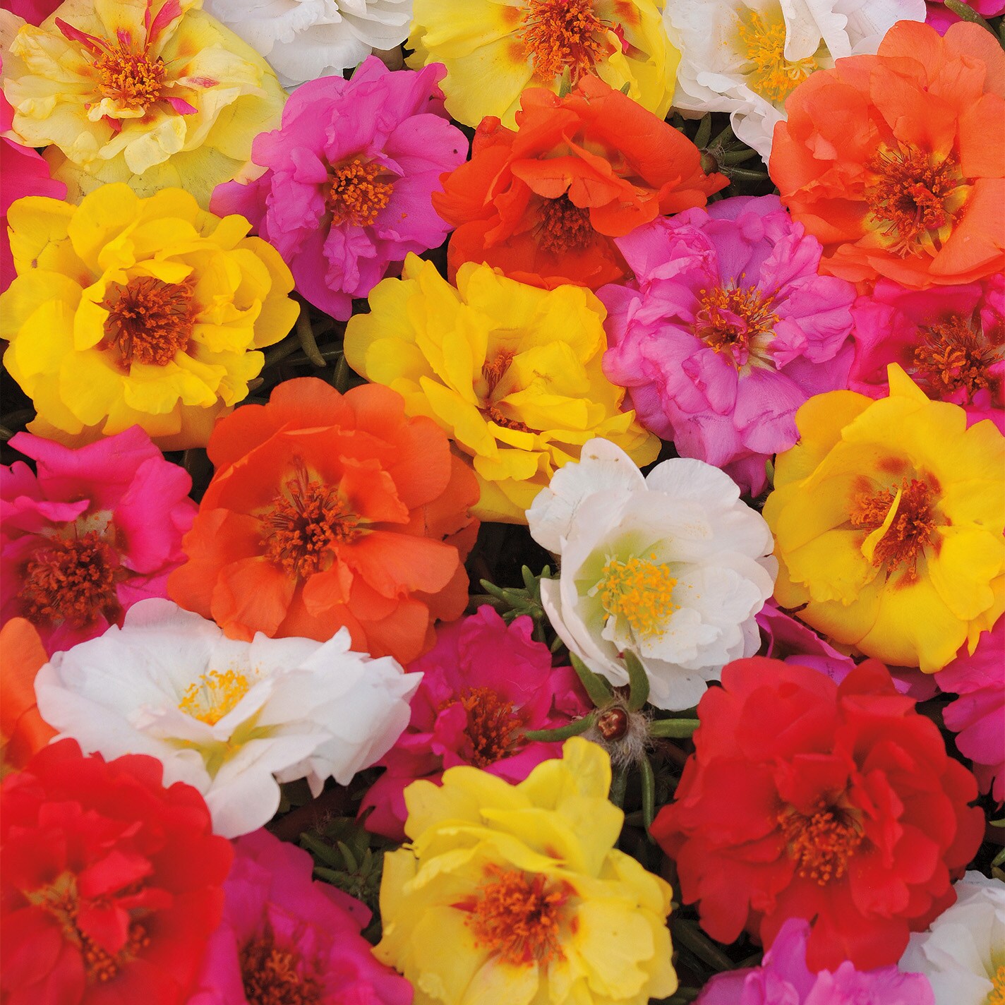 Lowe's NURSERY annuals - View #2