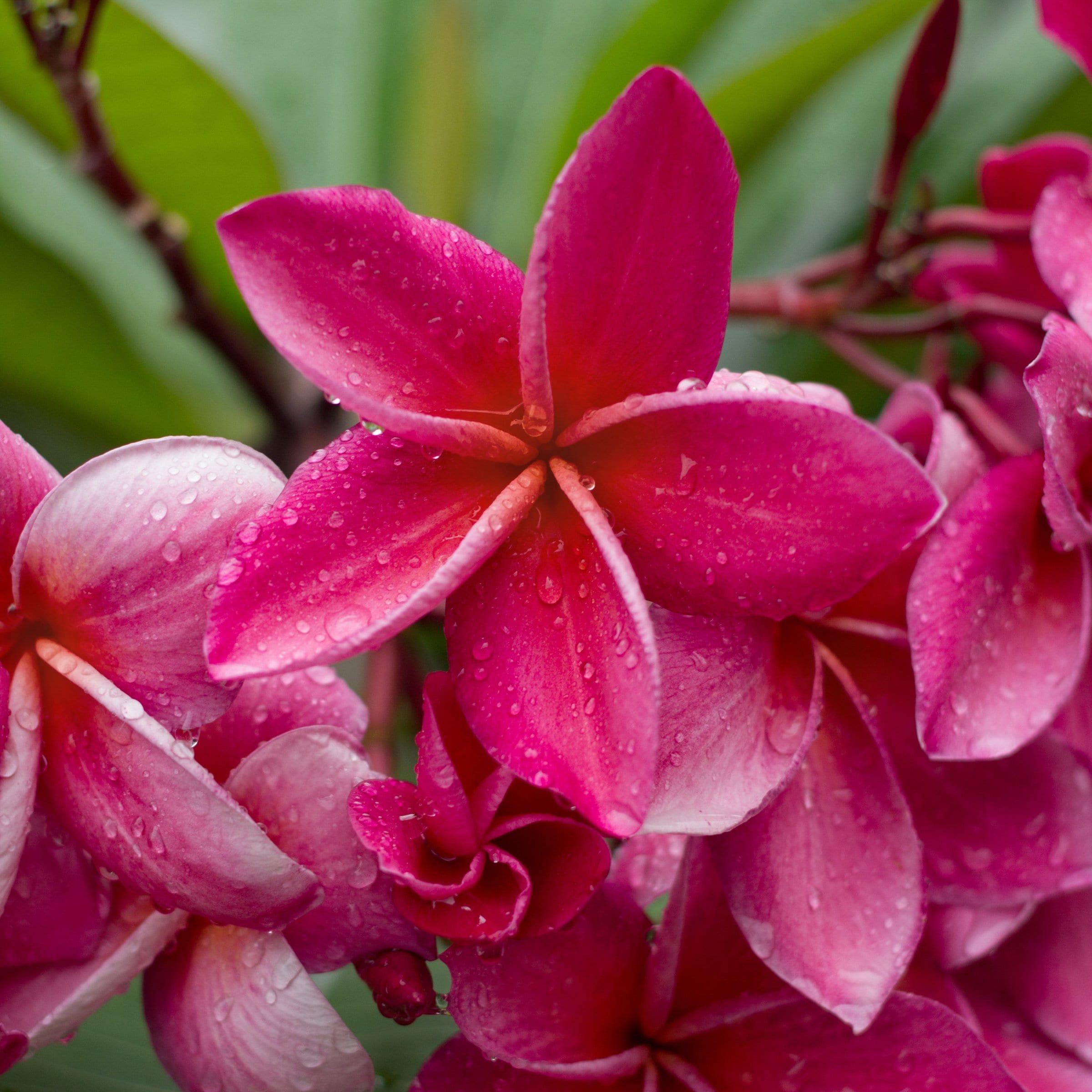 National Plant Network LW2559 Multicolor Plumeria Rose Beauty in 1 Gallon(s) Pot 1 -Pack