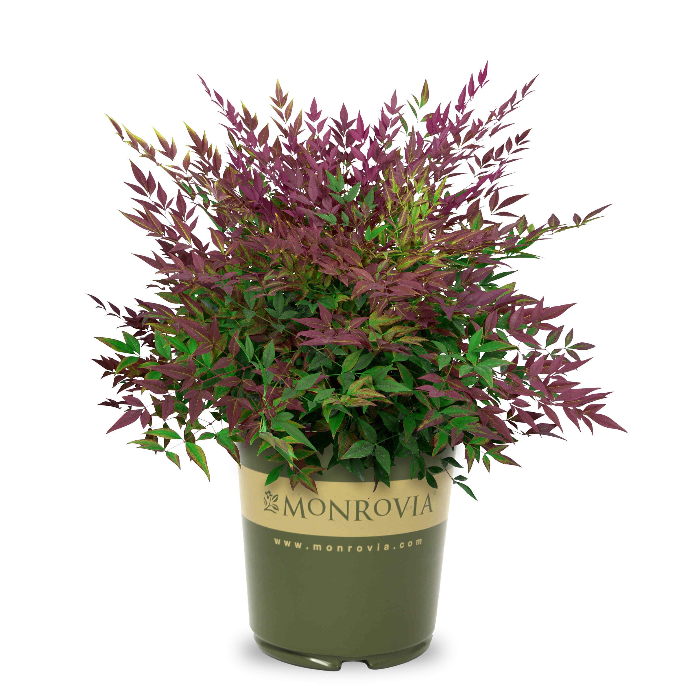 Monrovia 062211 Plum Passion Heavenly Bamboo Nandina Accent Shrub in 2.6 -Quart Pot 1 -Pack with White Blooms