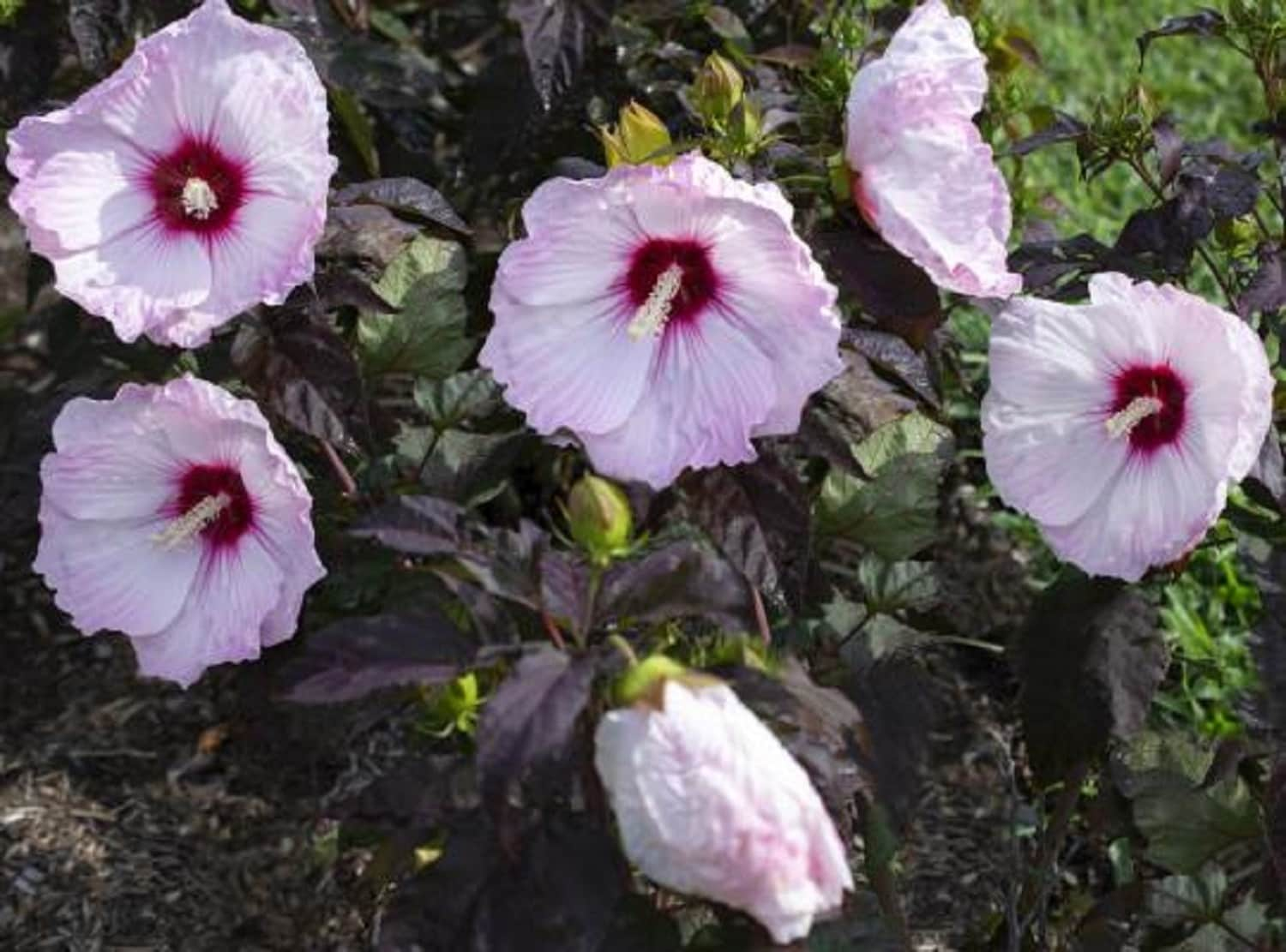 Boston Red Sox White Porcelain Flower Pink Hibiscus All Over