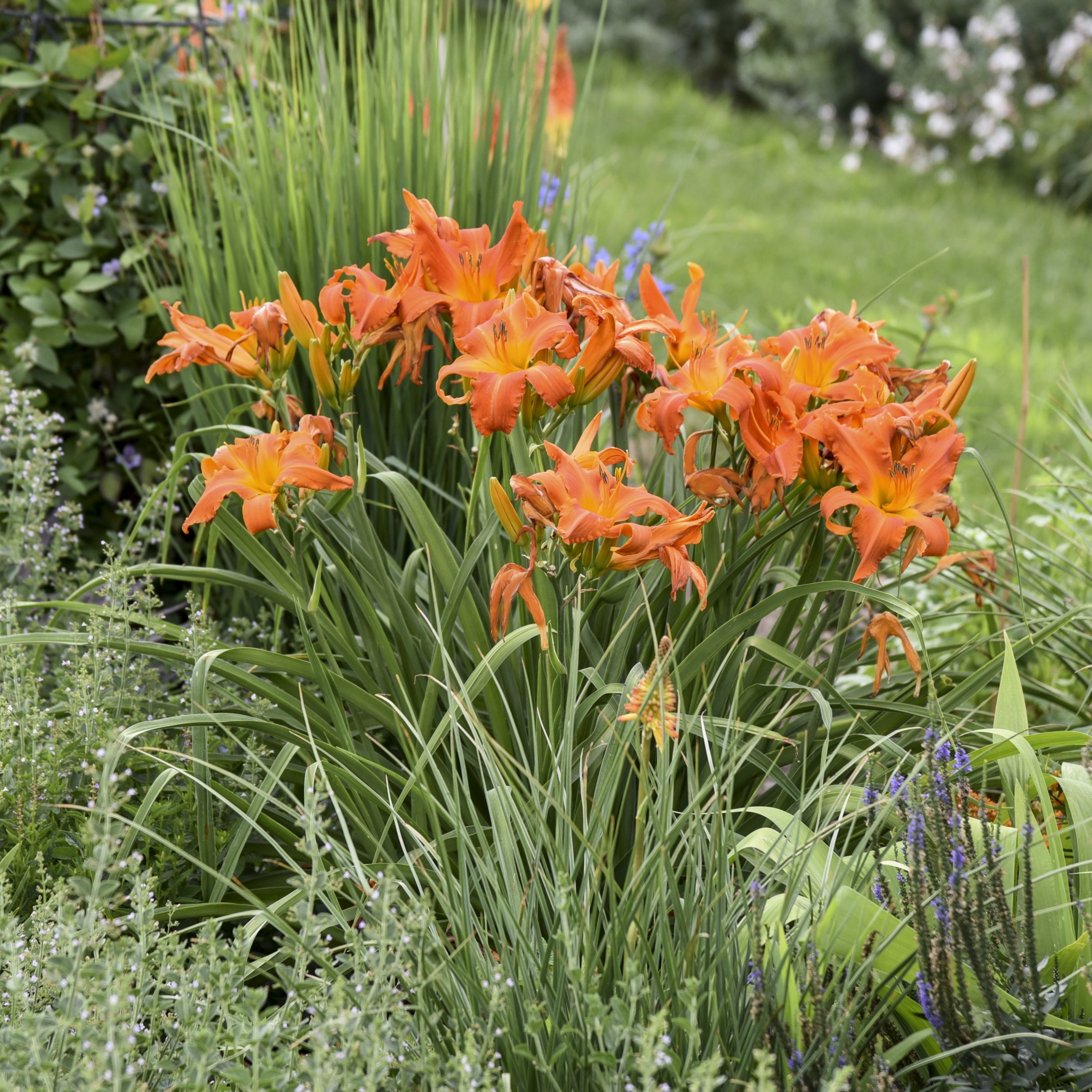 National Plant Network LW2616 perennials - View #7