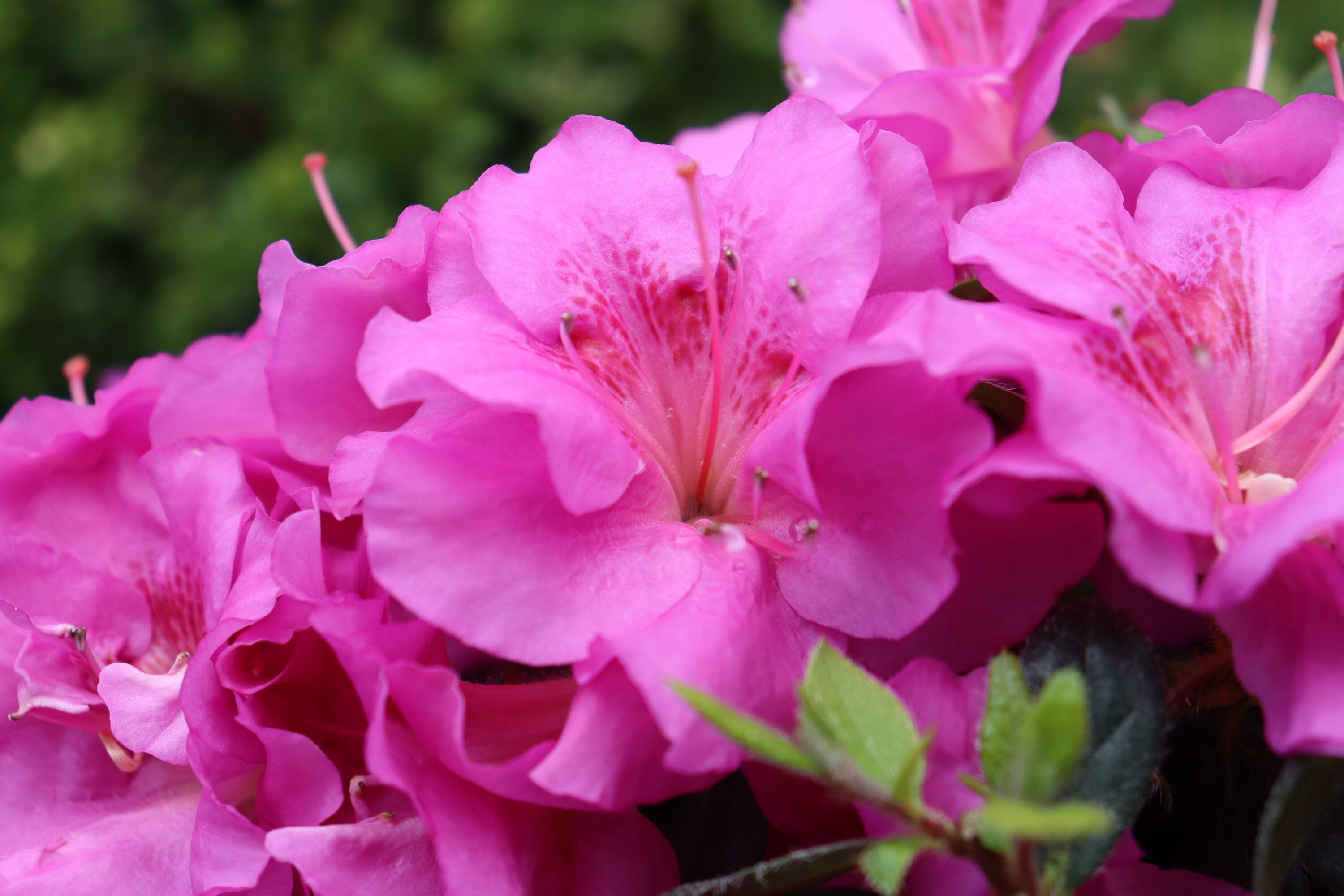 Proven Winners RHOPRC3007800 shrubs - View #3