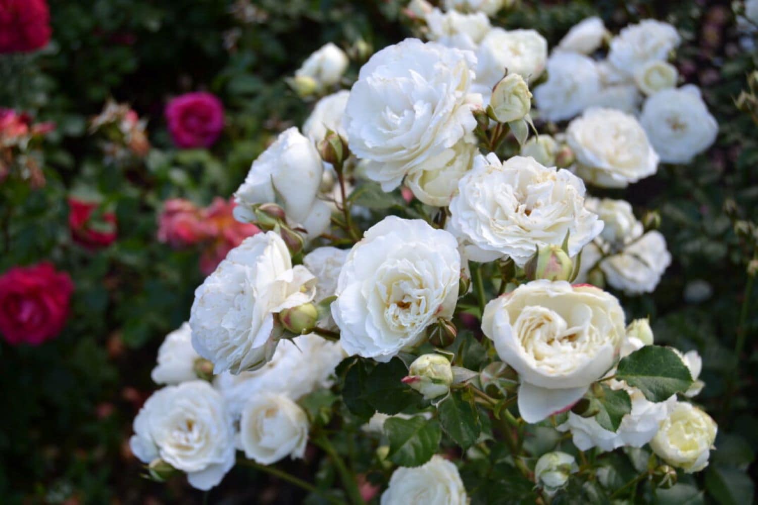 Lowe's NURSERY roses - View #2