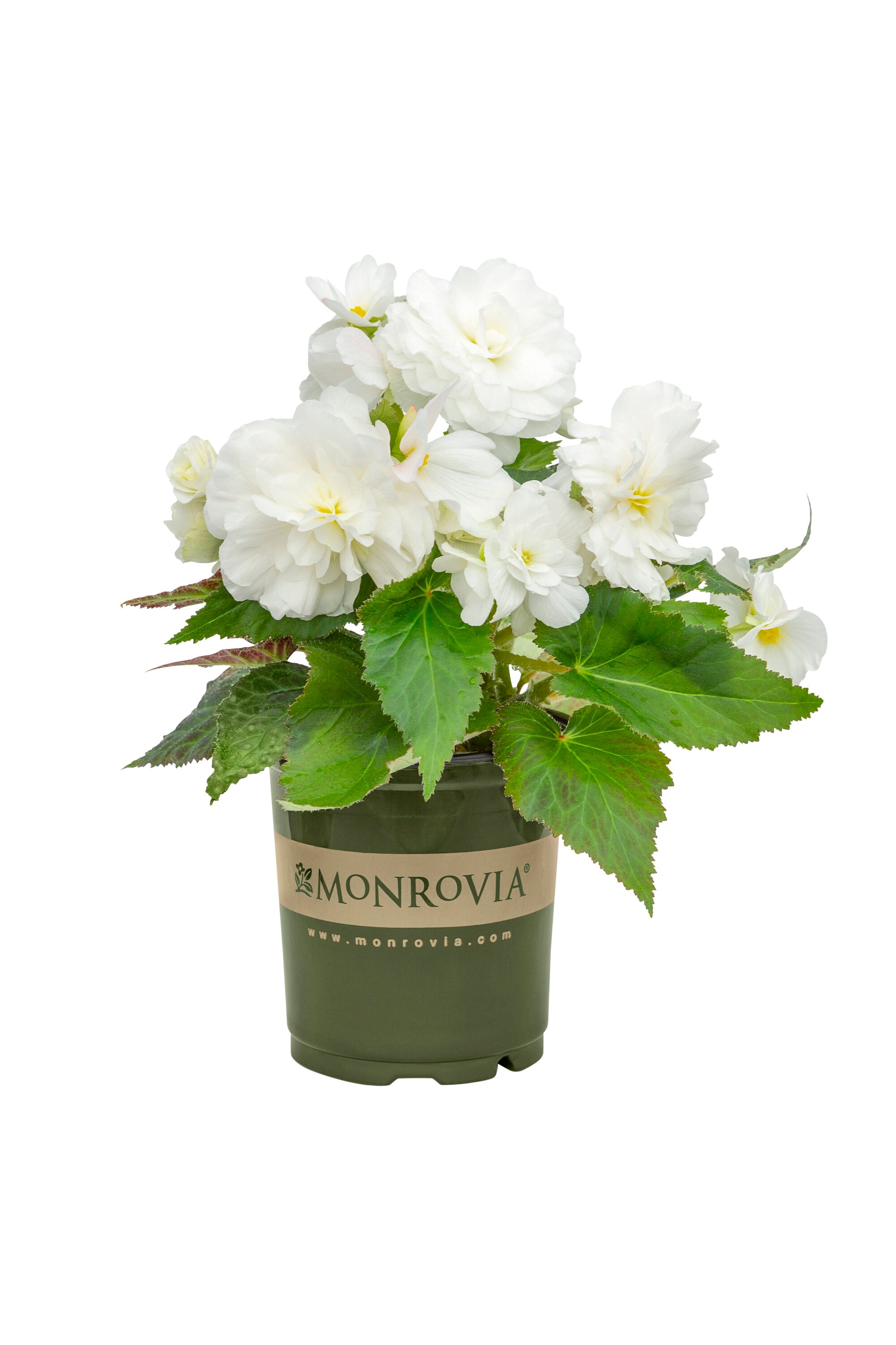 Monrovia 5012 annuals - View #5