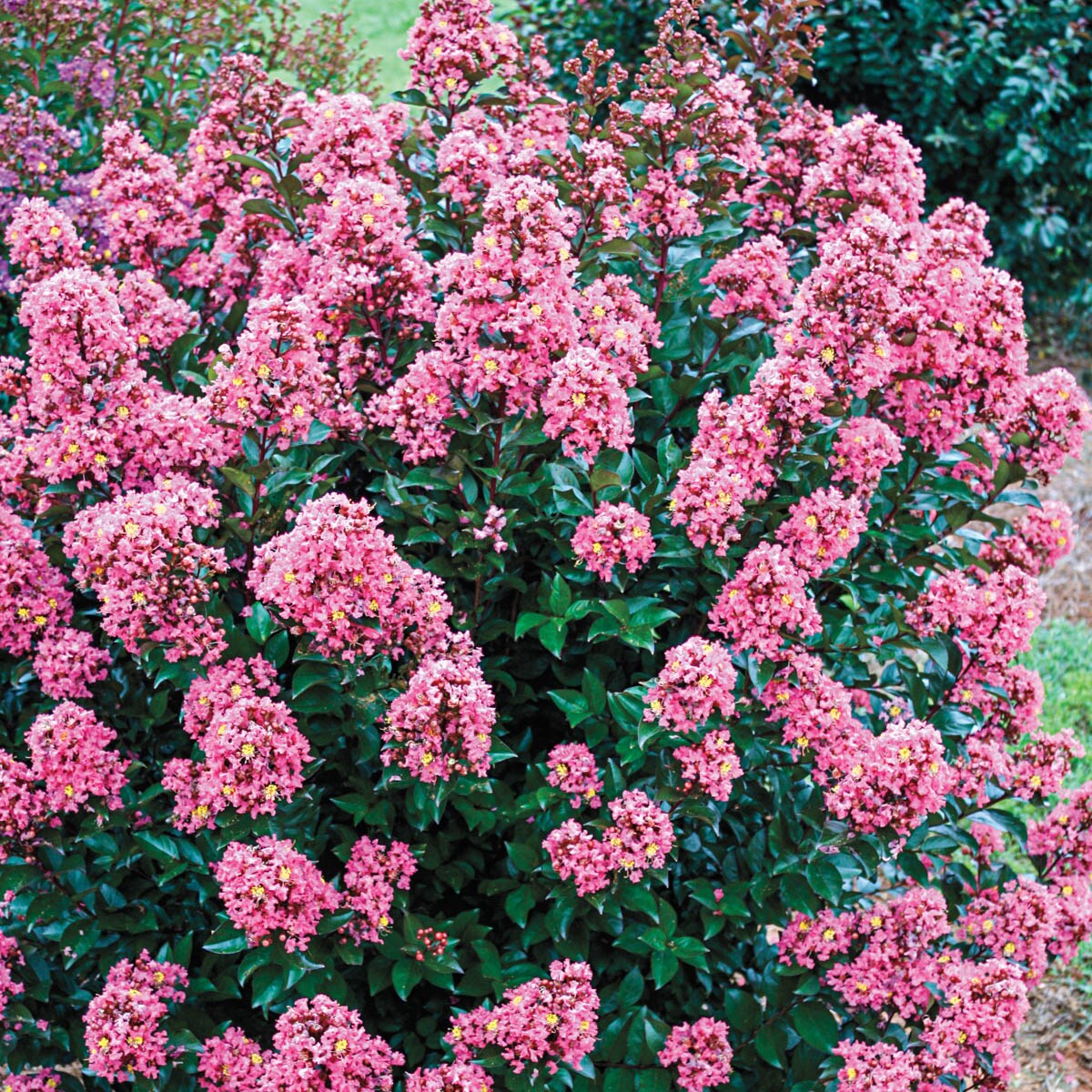 Spring Hill Nurseries 83293 shrubs - View #2