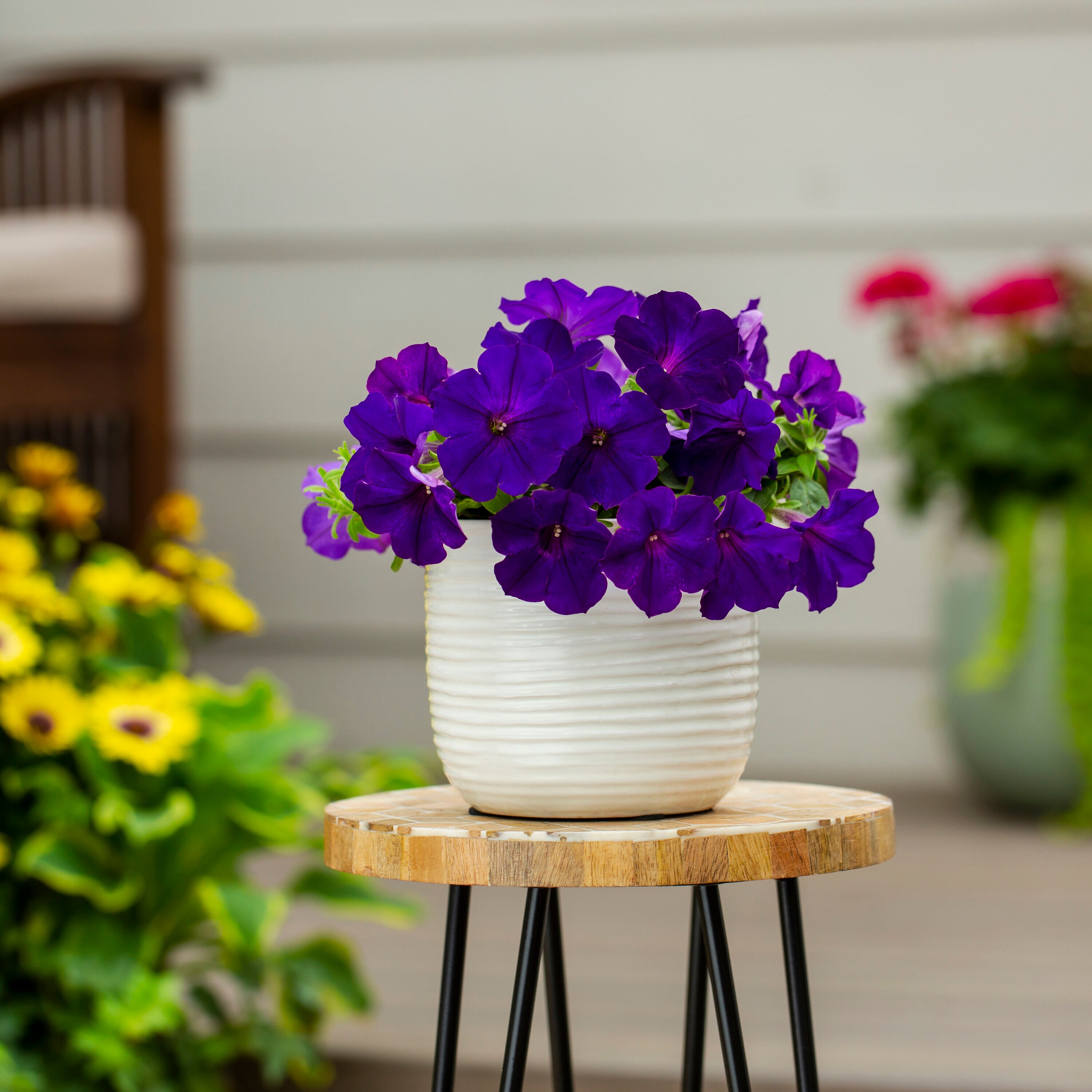 Metrolina Greenhouses Multicolor Petunia in 1.5-Pint Pot 5-Pack in the ...