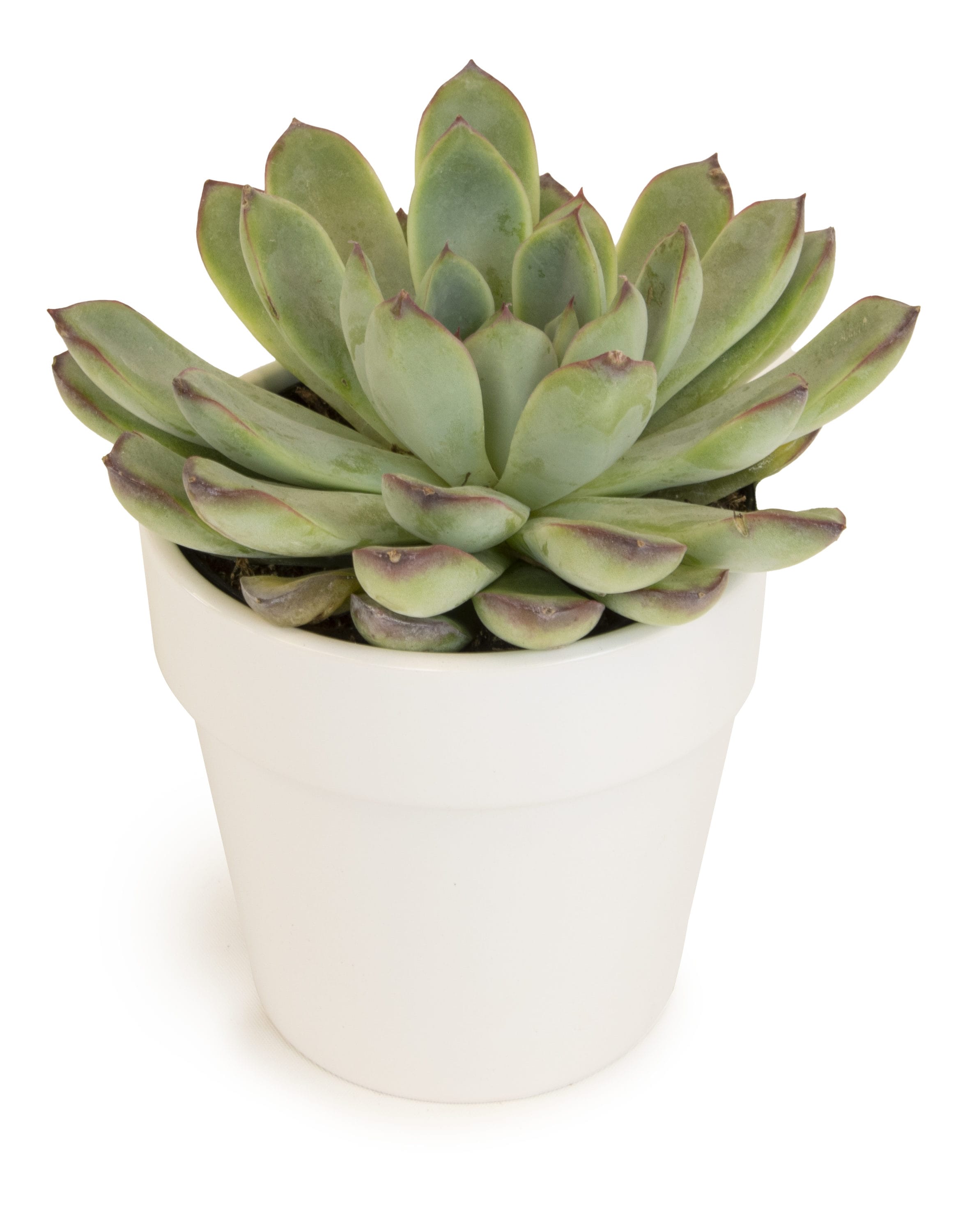 Altman Plants 0872542 Succulent Garden in 11-oz Planter