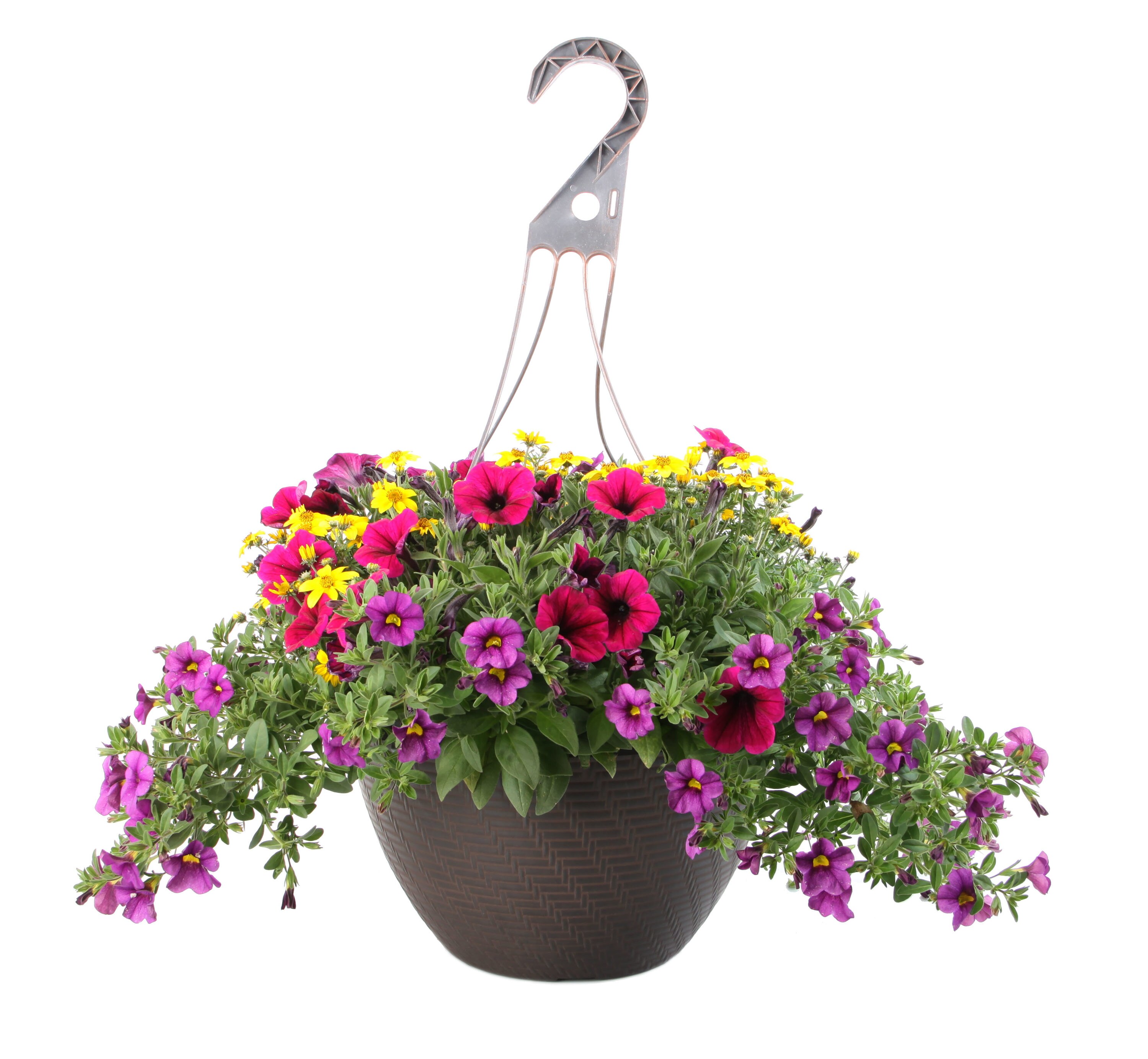 Lowe S Multicolor Mixed Annuals Combinations In 2 Gallon Hanging Basket   07804066 