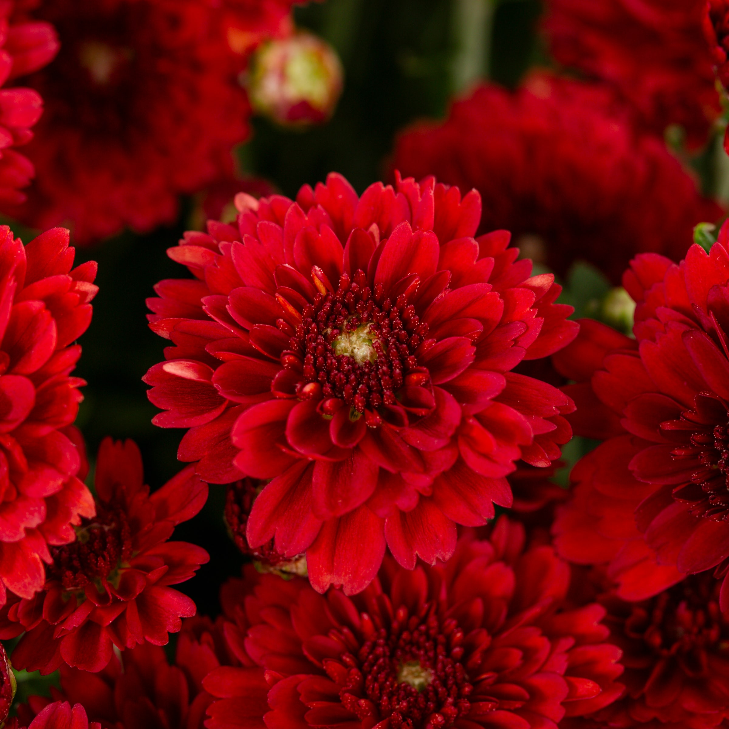Lowe's NURSERY annuals - View #5
