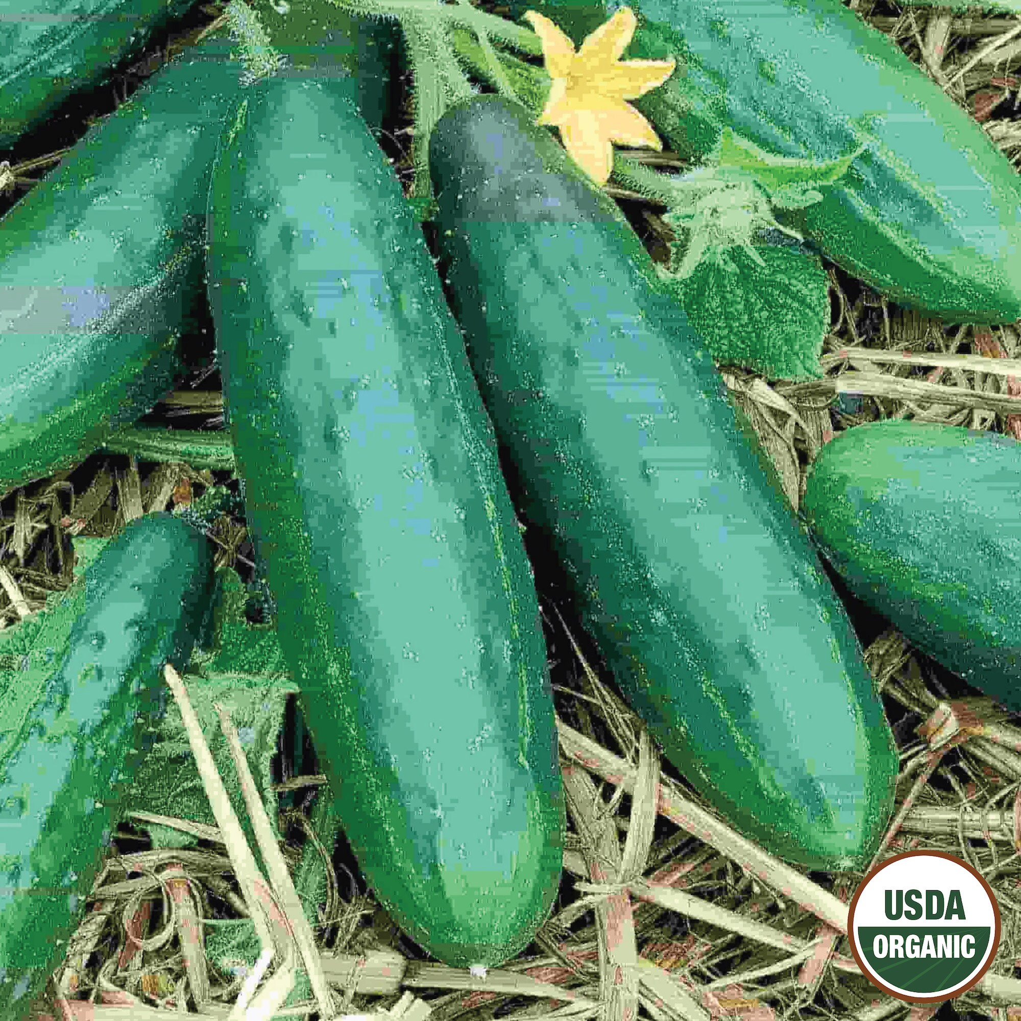 Ferry-Morse LC25.9715 Vegetable-Herb-Seeds - View #3