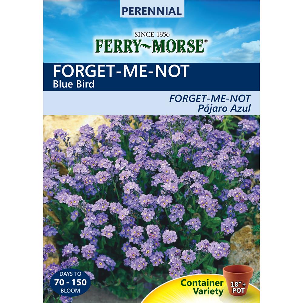 How to Germinate Forget Me Not from Seeds 